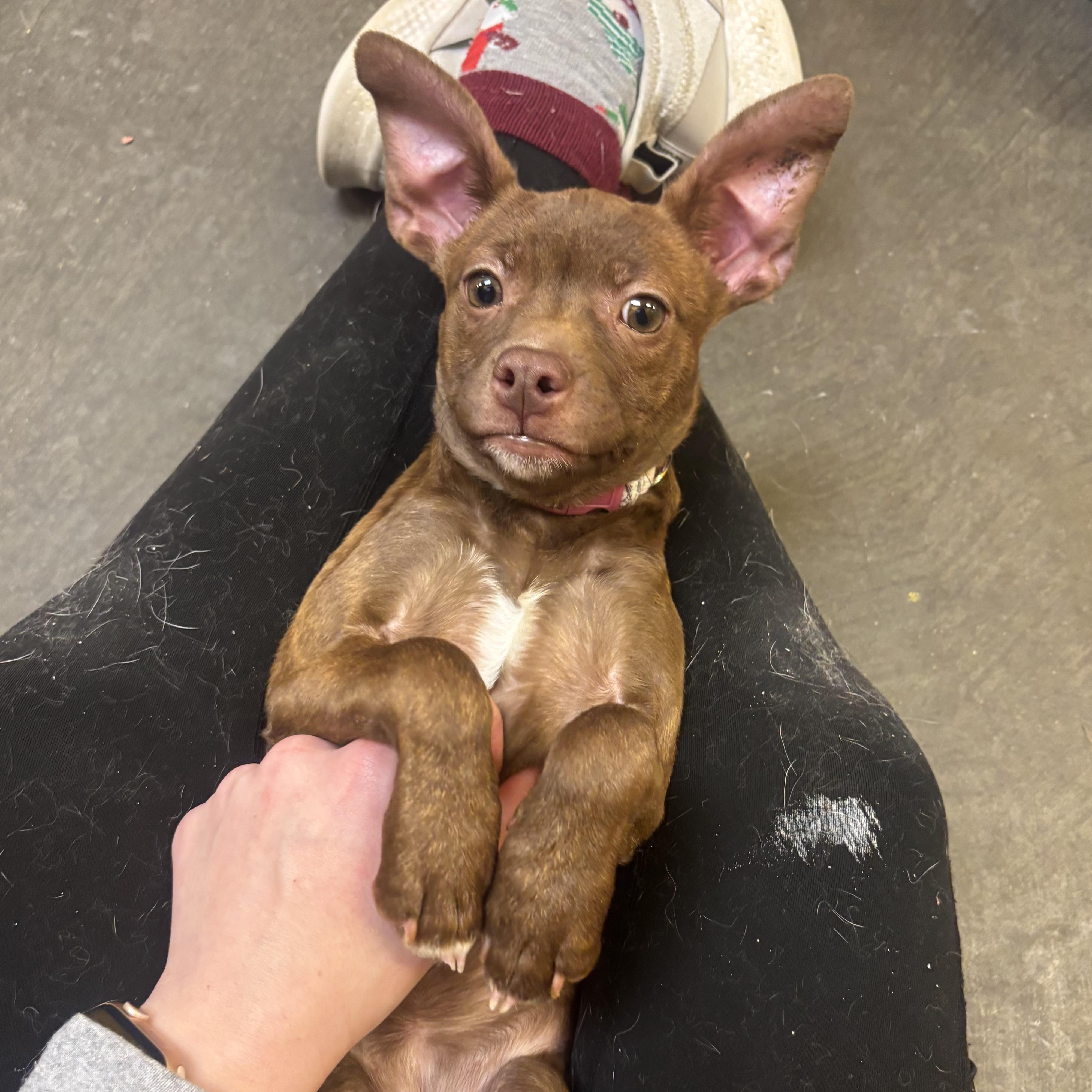 Suzie, an adopted Mixed Breed in Waynesburg, PA image 6/6