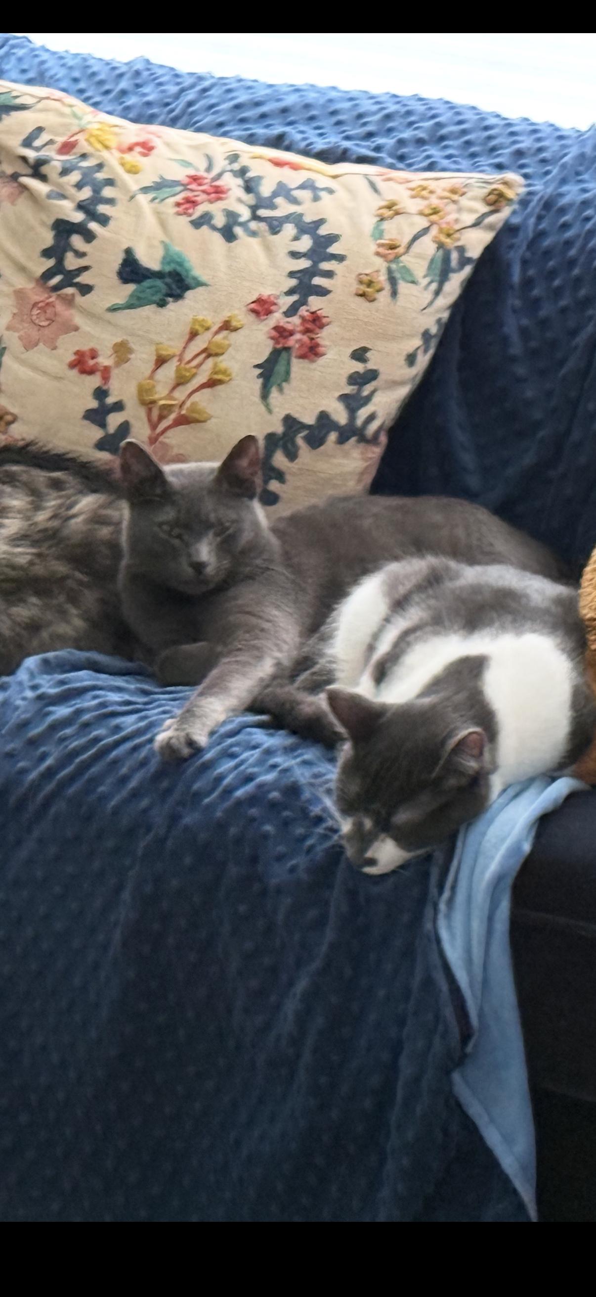 Enlarge Duke and Lenny, an adoptable American Shorthair in Marvin, NC image 1/2