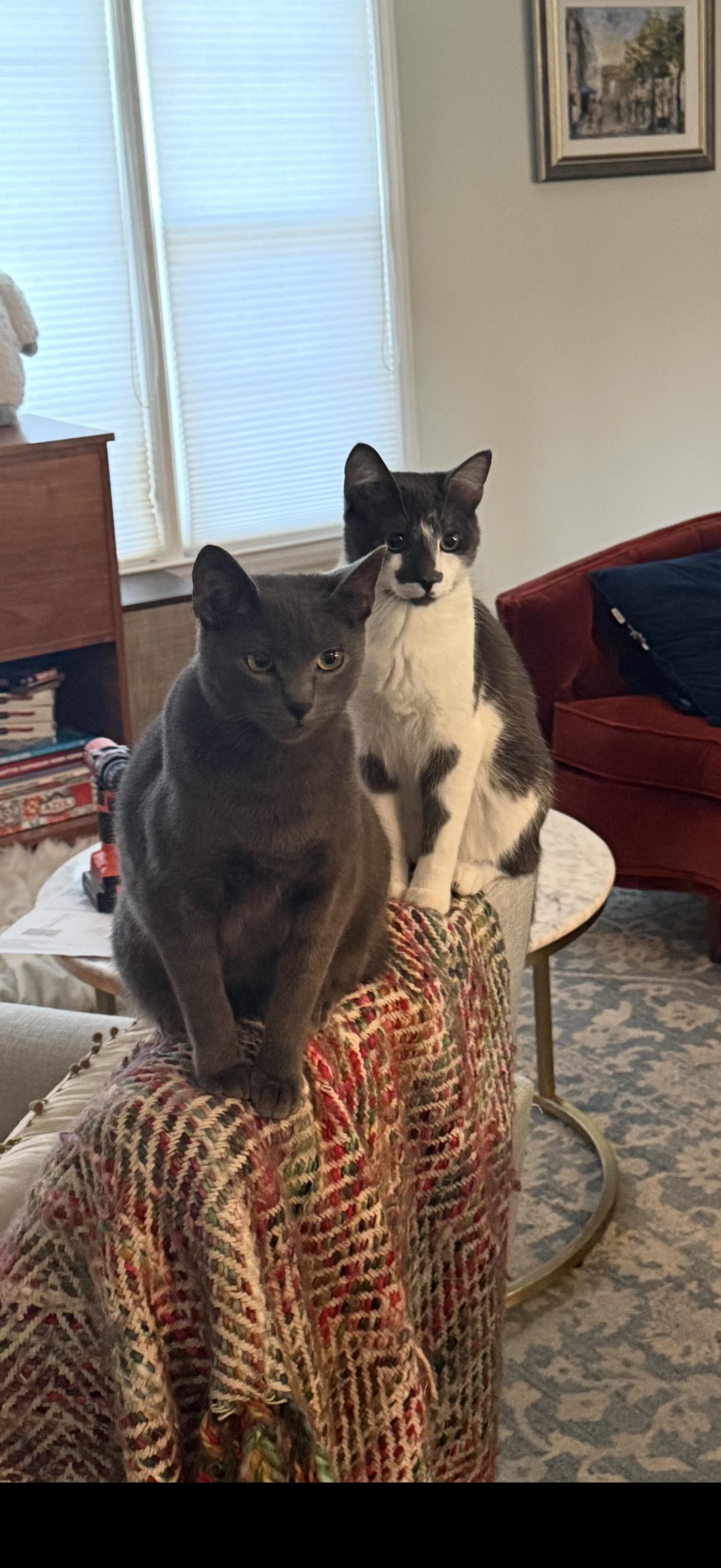 Enlarge Duke and Lenny, an adoptable American Shorthair in Marvin, NC image 2/2