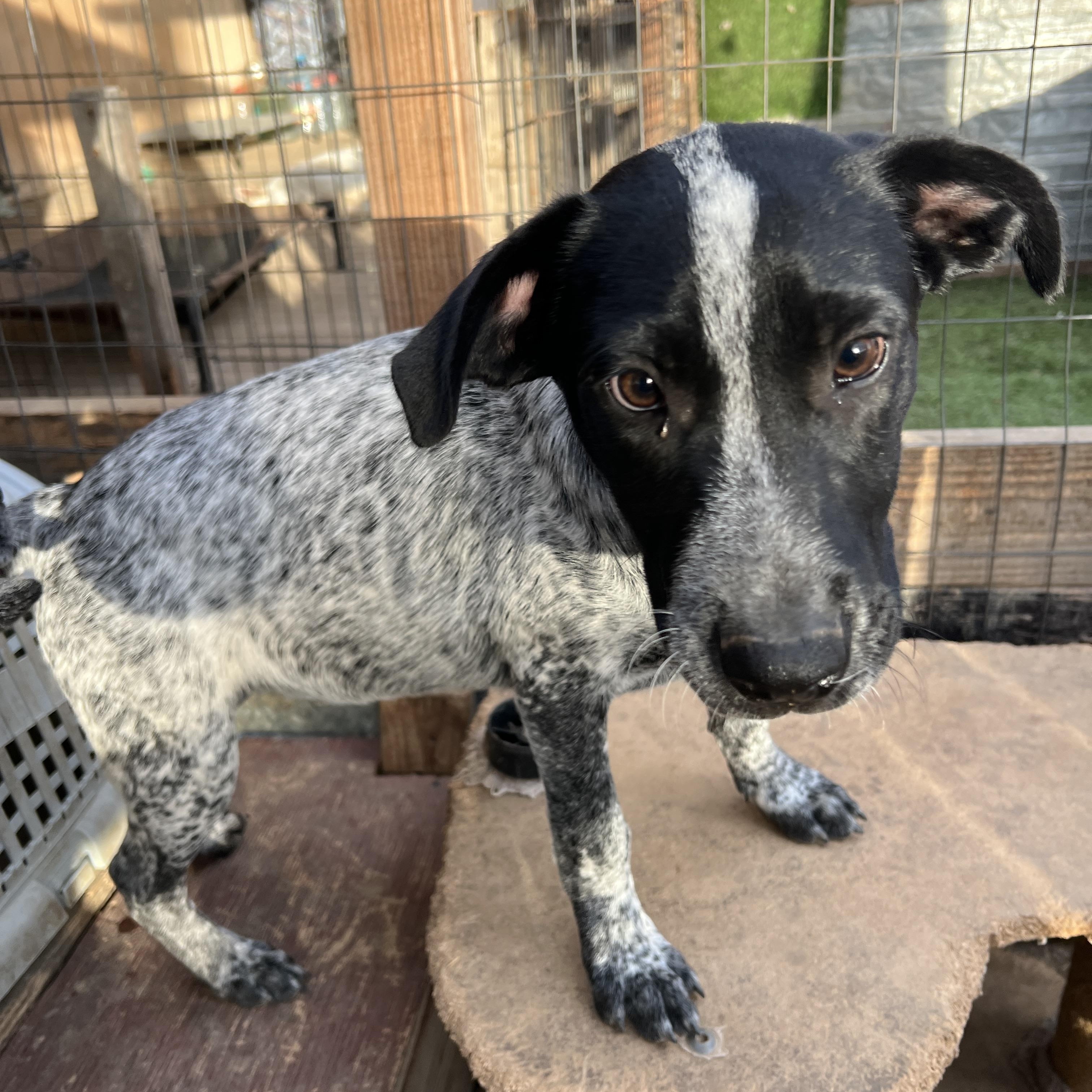 Enlarge Jack, a Adoptable mixed breed in Las Vegas, NV image 3/3