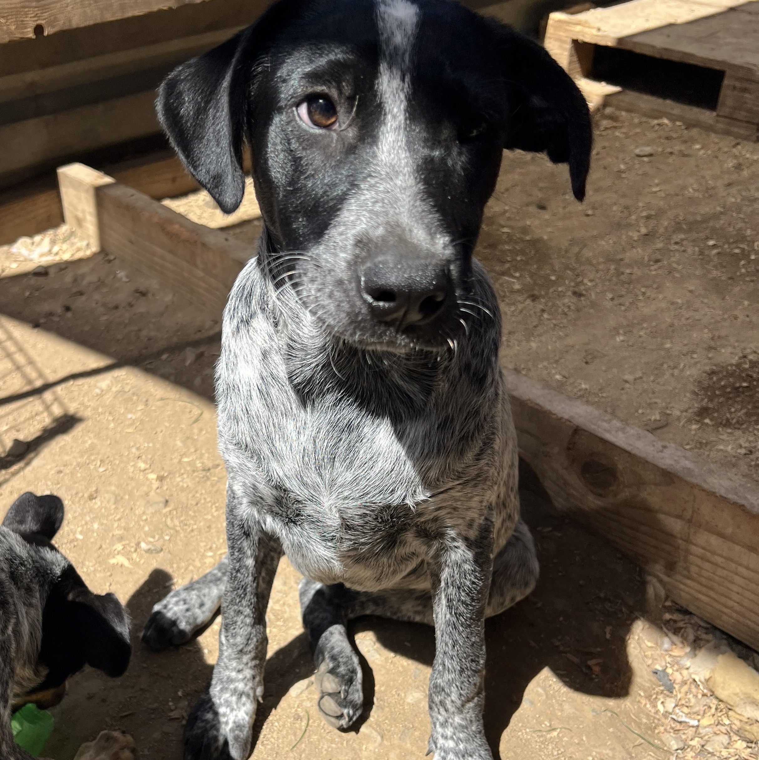 Enlarge Jack, a Adoptable mixed breed in Las Vegas, NV image 2/3
