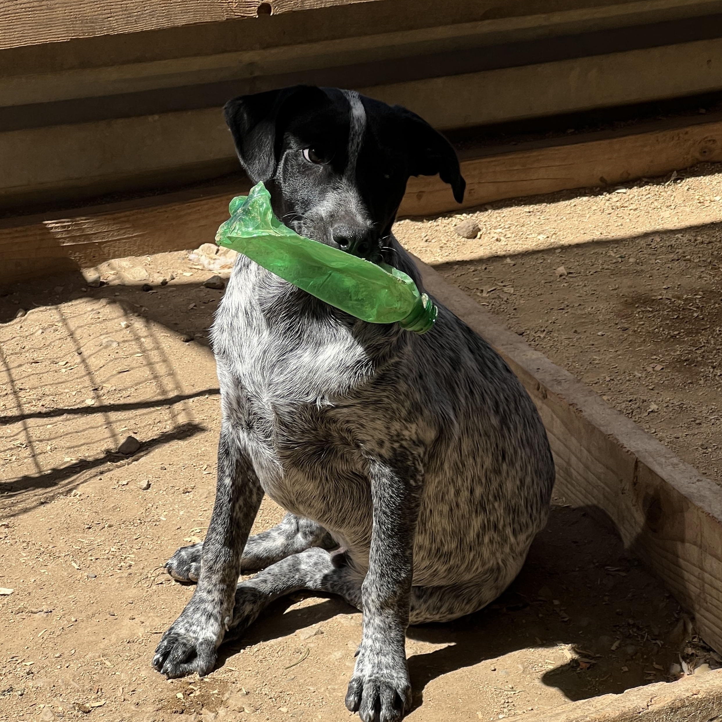 Enlarge Jack, a Adoptable mixed breed in Las Vegas, NV image 1/3