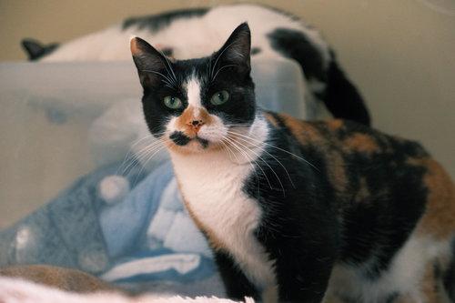 Purr-cilia, Adopted, Young Female Domestic Short Hair.