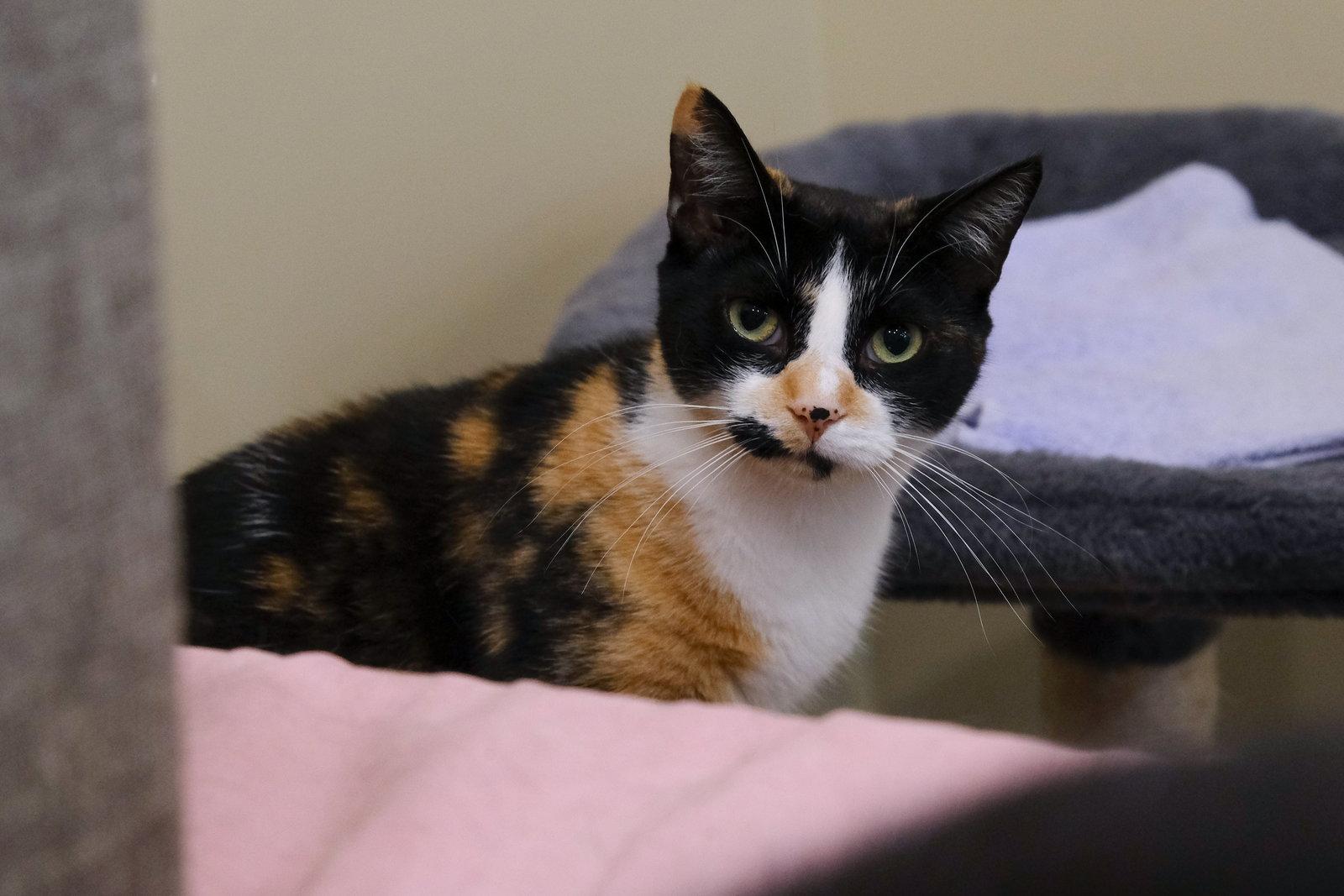 Enlarge Purr-cilia, a Adopted Domestic Short Hair in Markham, ON image 2/3