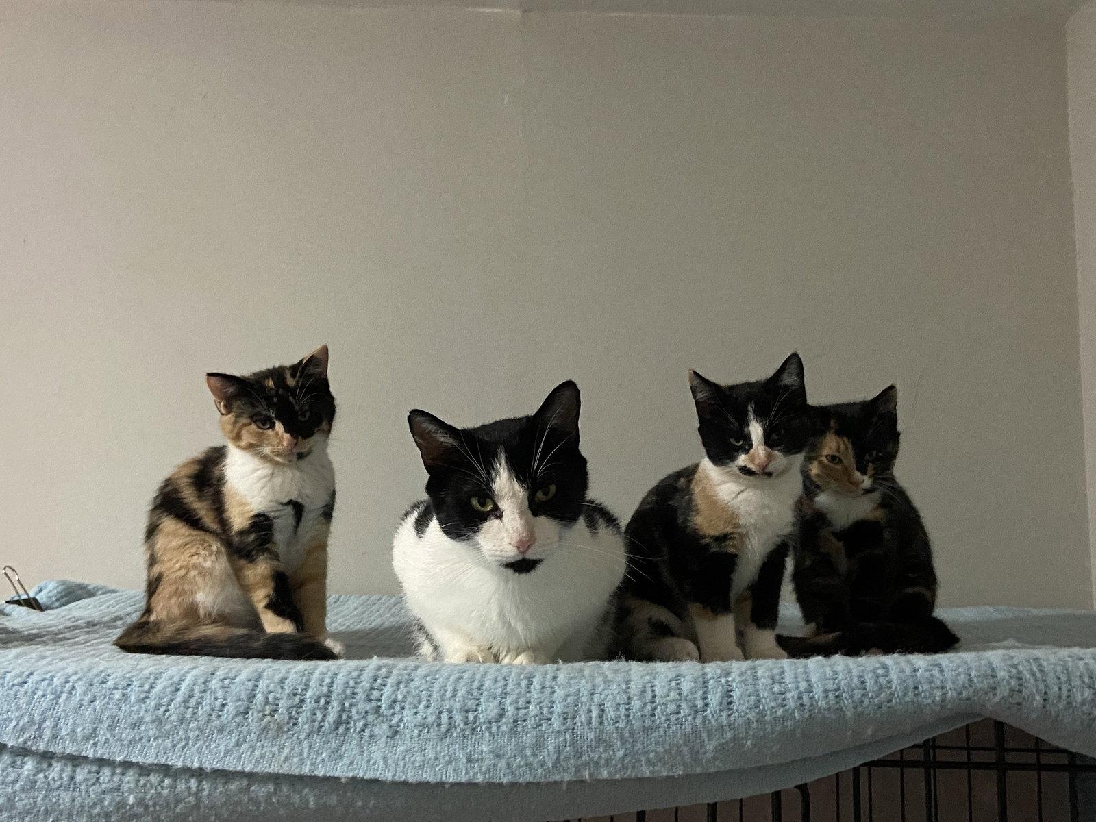 Enlarge Purr-cilia, a Adopted Domestic Short Hair in Markham, ON image 3/3