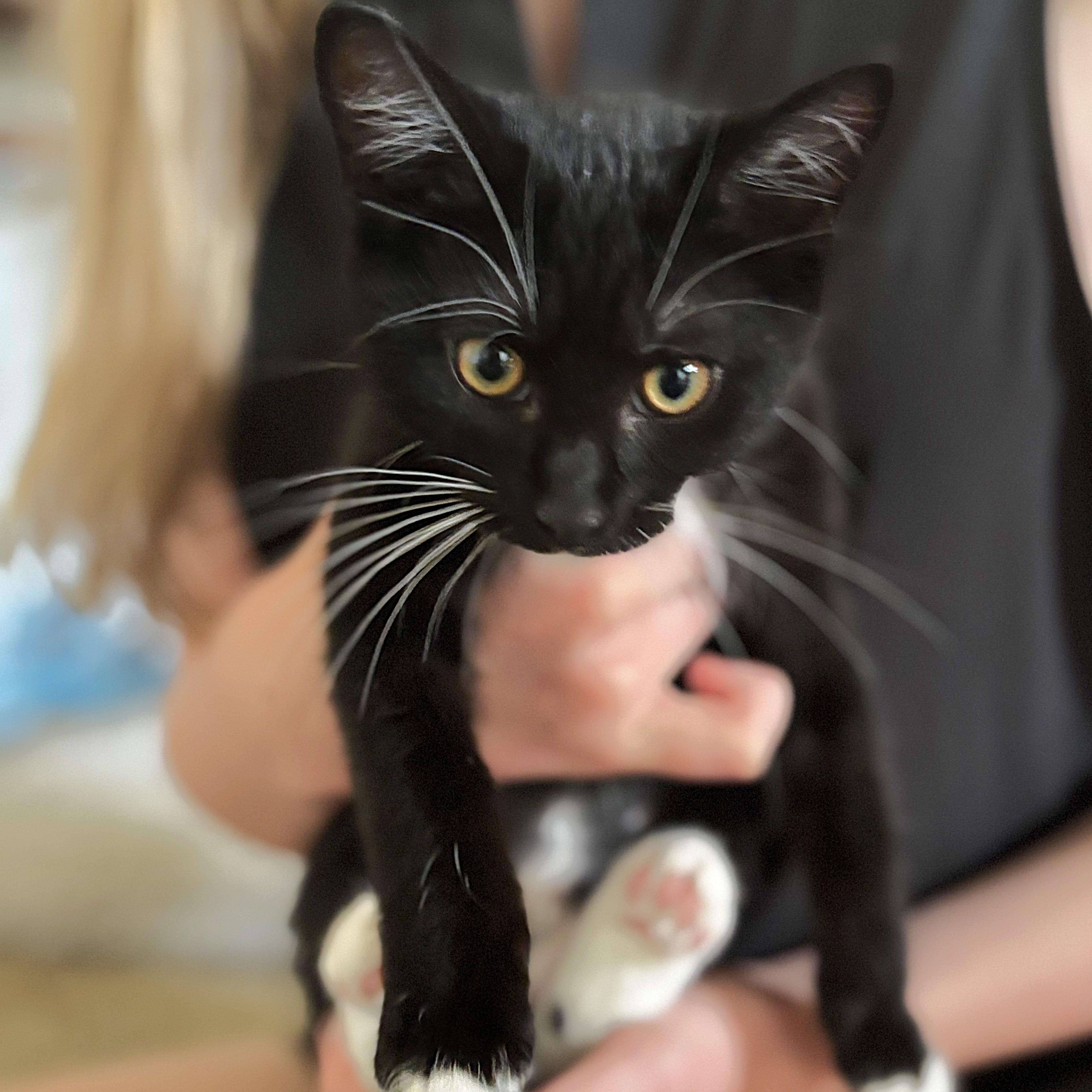 Mogul Mouse thumbnail 2