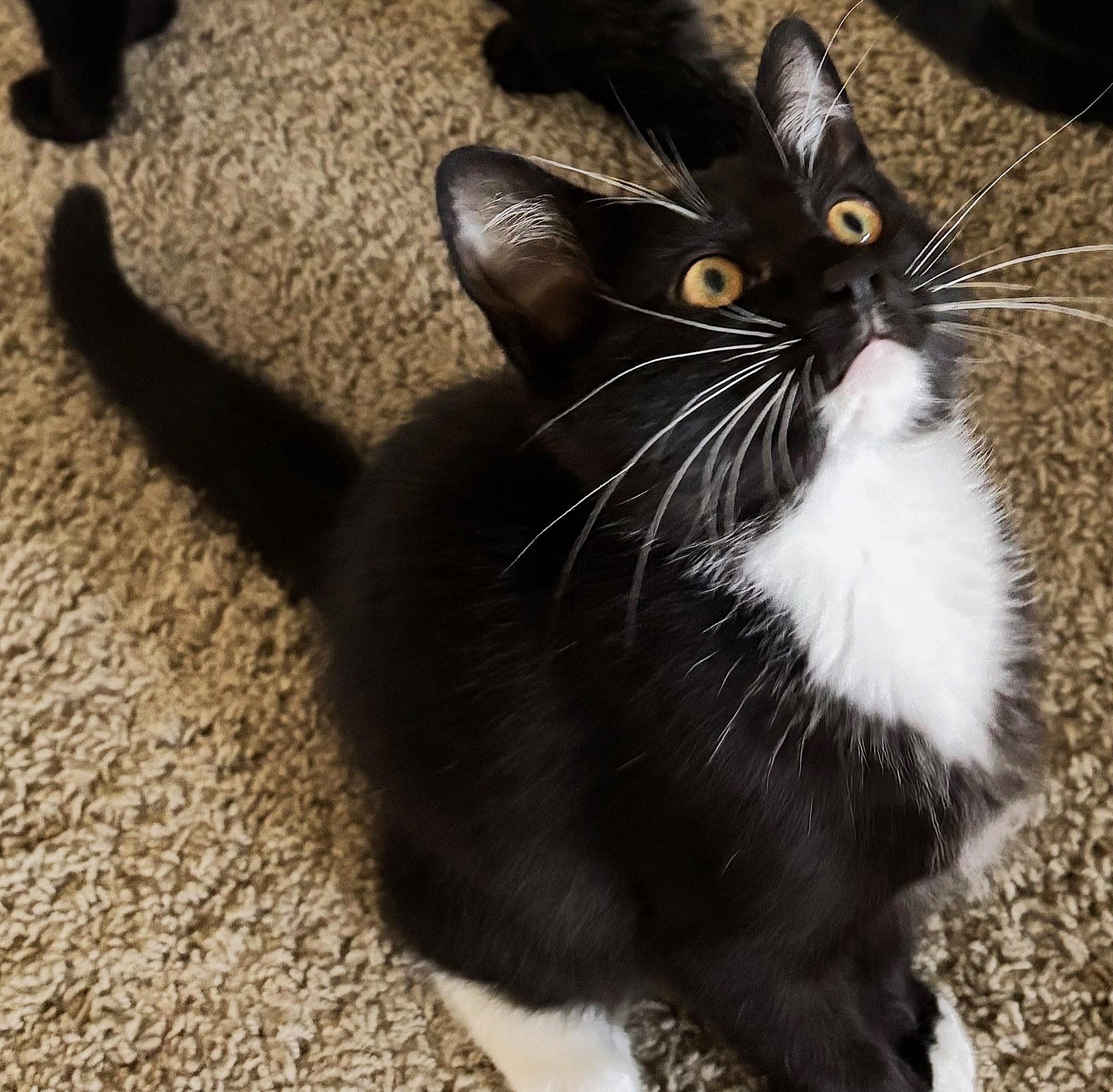 Mogul Mouse thumbnail 3