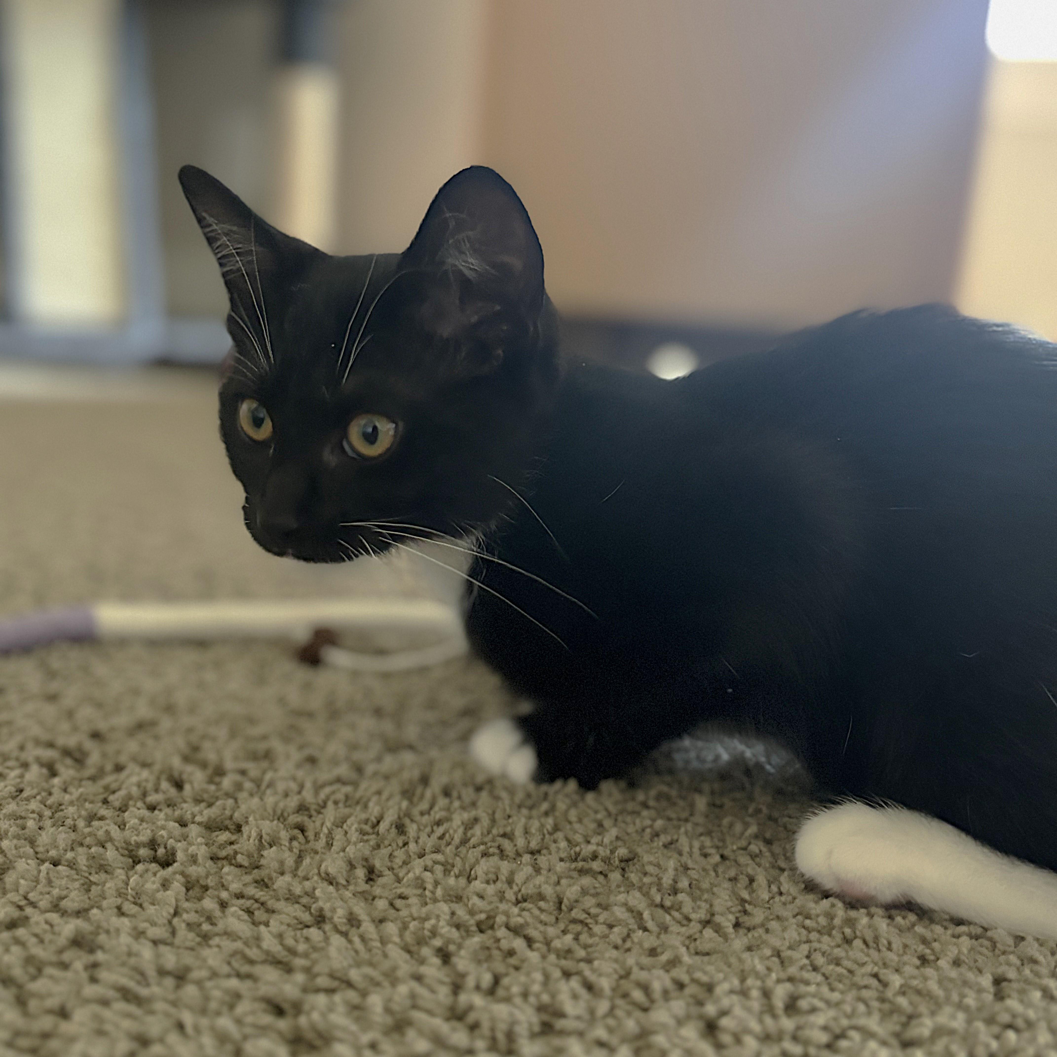 Mogul Mouse thumbnail 4