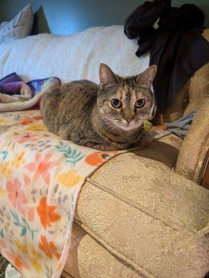 Enlarge Tigger, a Adoptable Domestic Short Hair in Williamsport, PA image 2/4