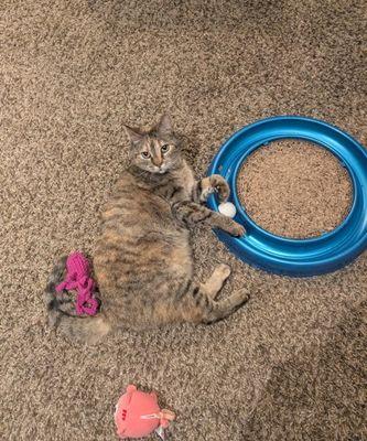 Enlarge Tigger, a Adoptable Domestic Short Hair in Williamsport, PA image 3/4