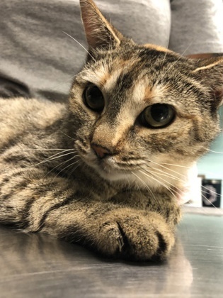 Enlarge Tigger, a Adoptable Domestic Short Hair in Williamsport, PA image 1/1