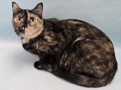 Dessa, Adoptable, Young Female Domestic Medium Hair & Domestic Short Hair.