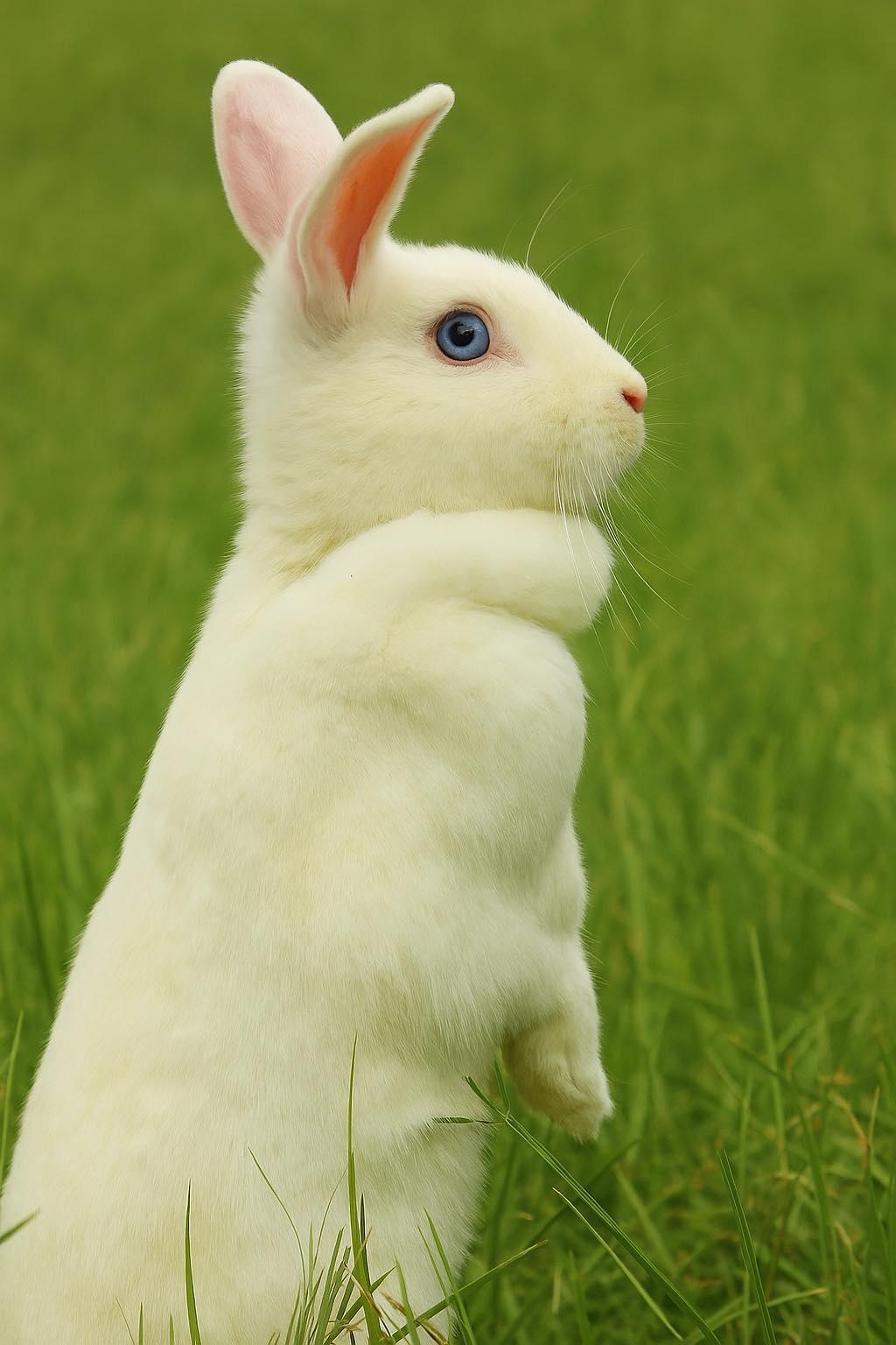 Enlarge Nori, a Adopted mixed breed in Bishopville, SC image 1/1