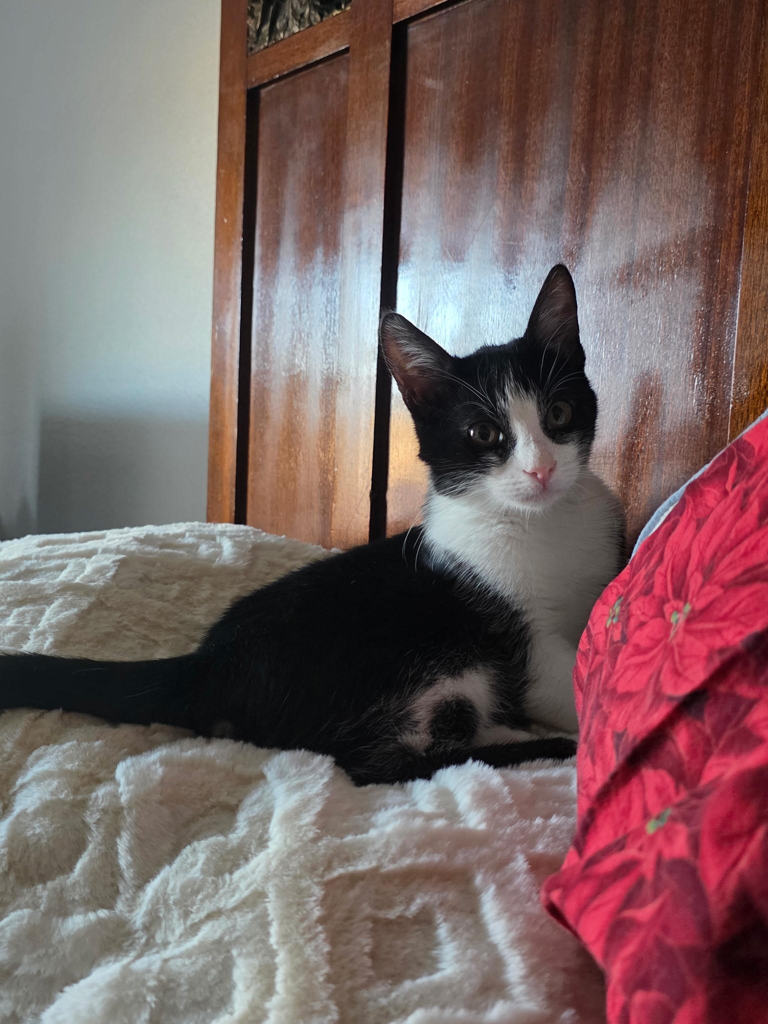 Enlarge Jackie, a ADOPTABLE Domestic Short Hair in Weatherford, TX image 5/6