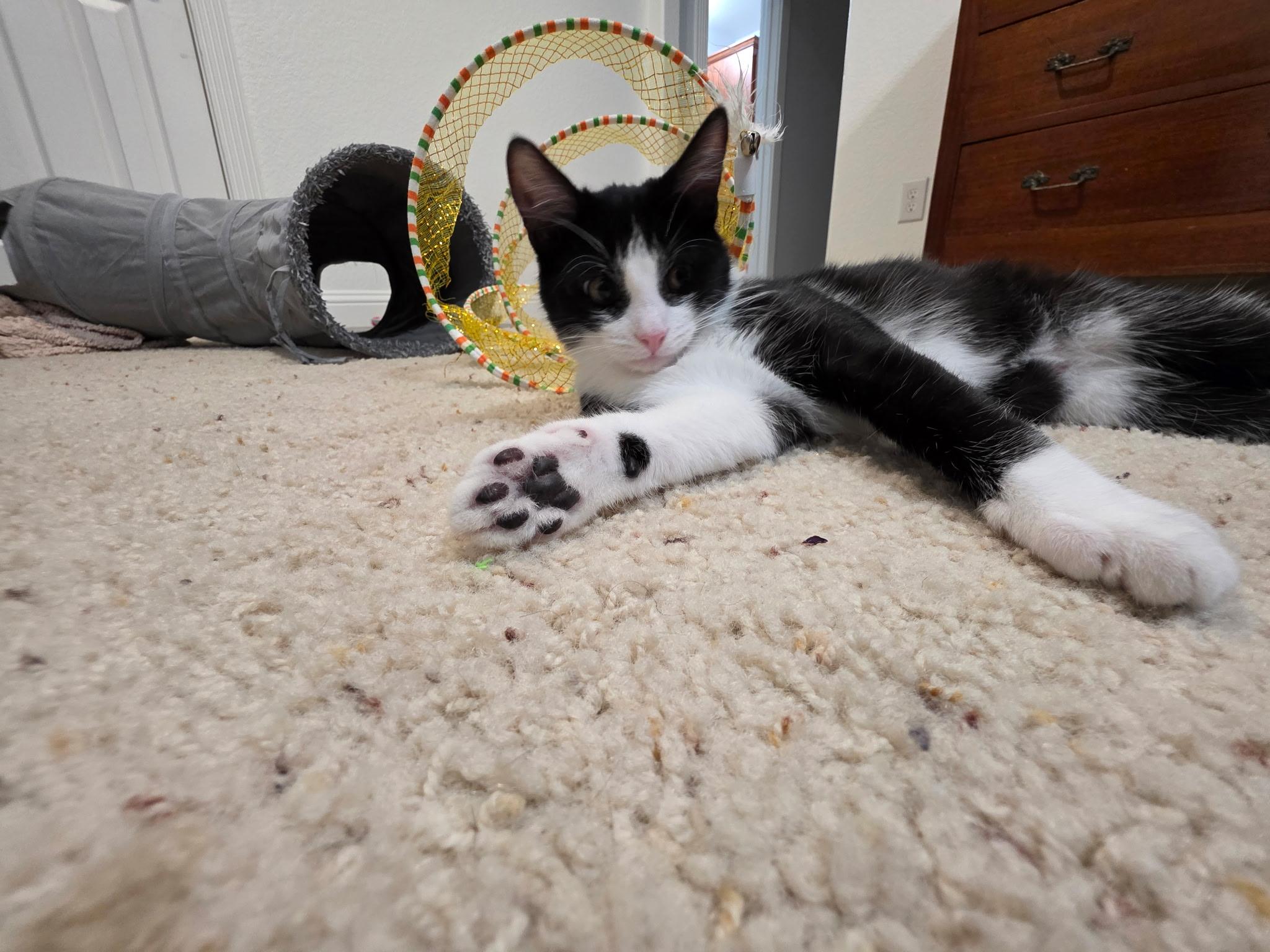 Enlarge Jackie, a ADOPTABLE Domestic Short Hair in Weatherford, TX image 4/6