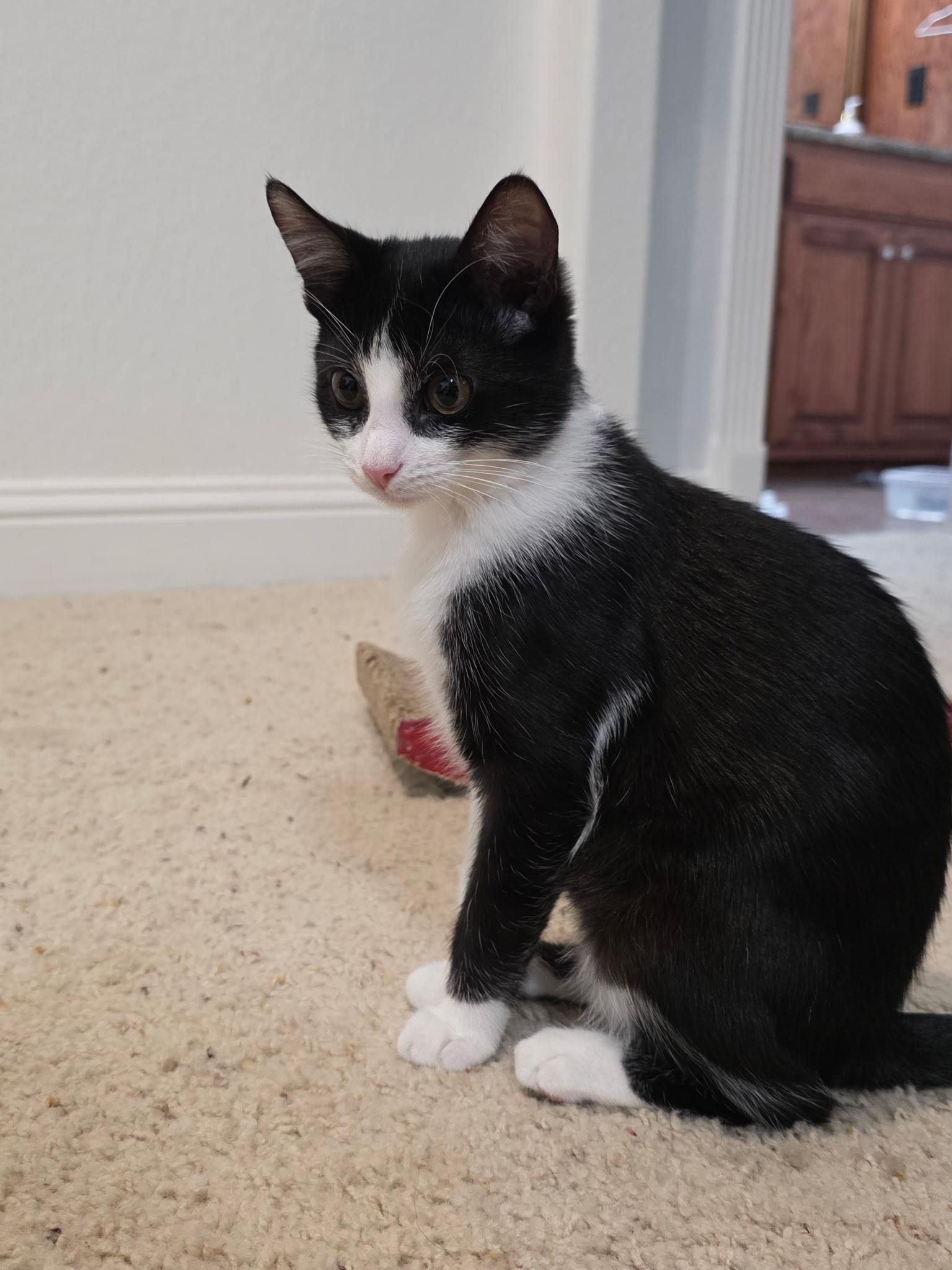 Enlarge Jackie, a ADOPTABLE Domestic Short Hair in Weatherford, TX image 1/6