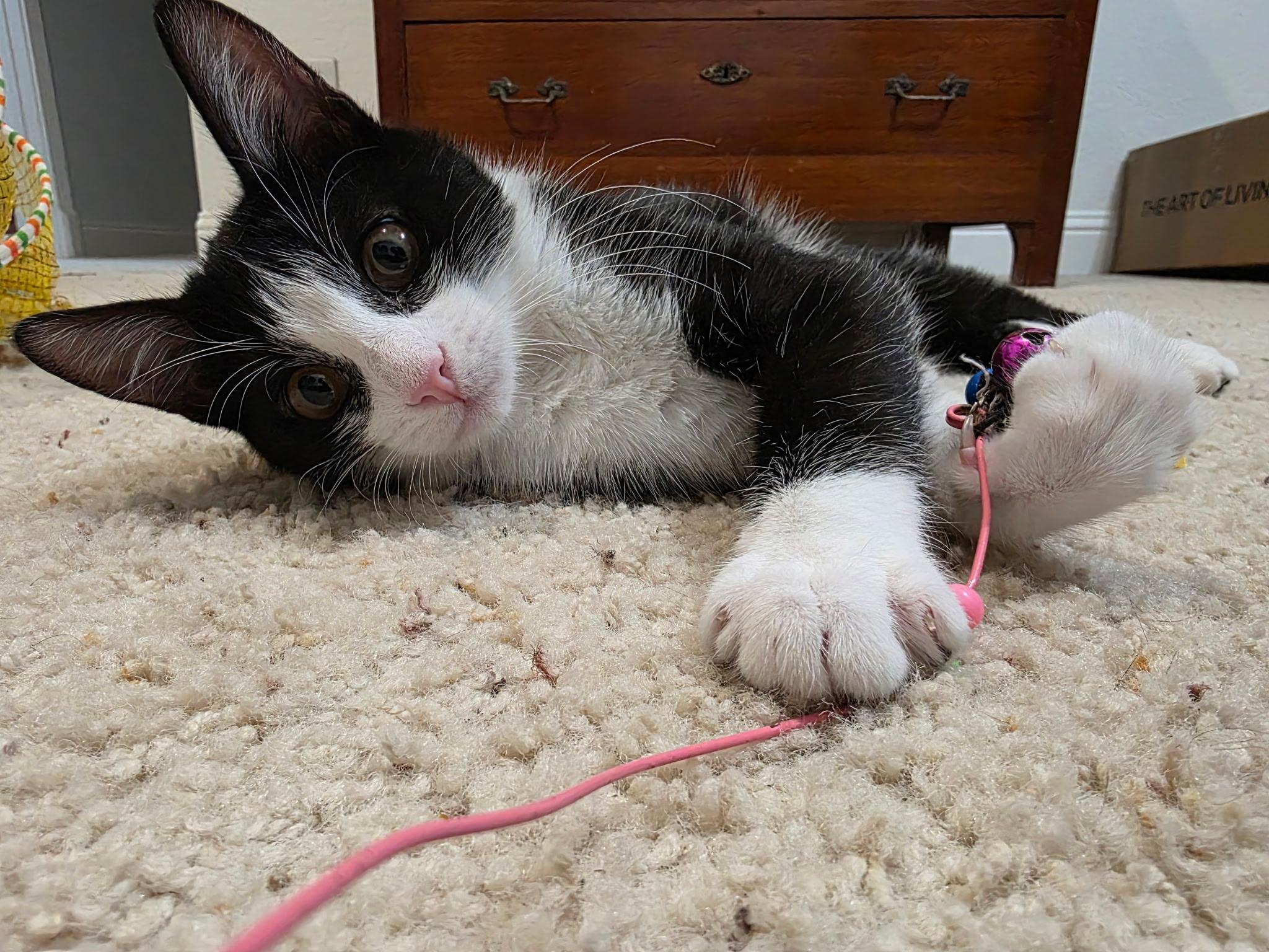 Enlarge Jackie, a ADOPTABLE Domestic Short Hair in Weatherford, TX image 3/6