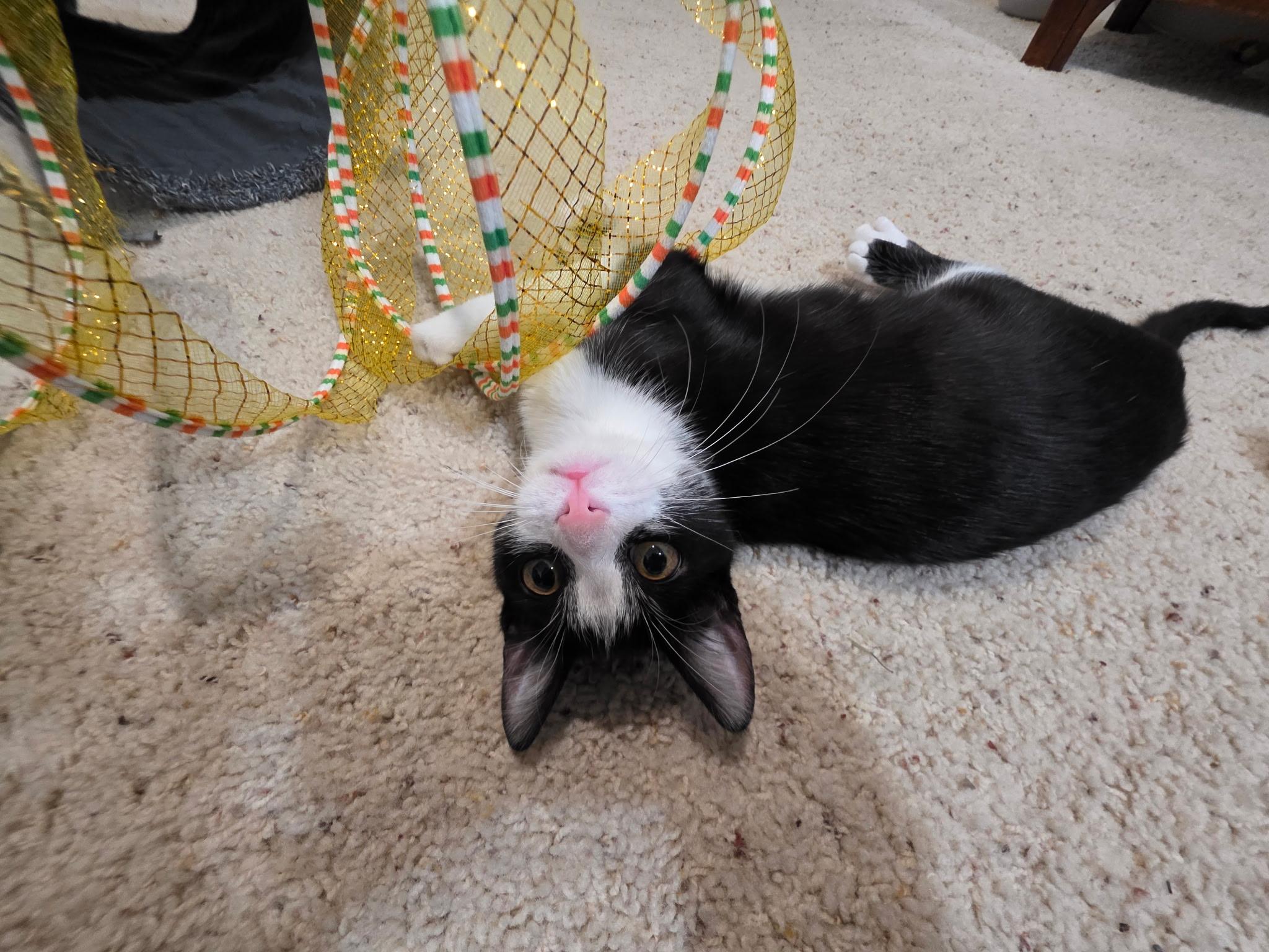 Enlarge Jackie, a ADOPTABLE Domestic Short Hair in Weatherford, TX image 6/6