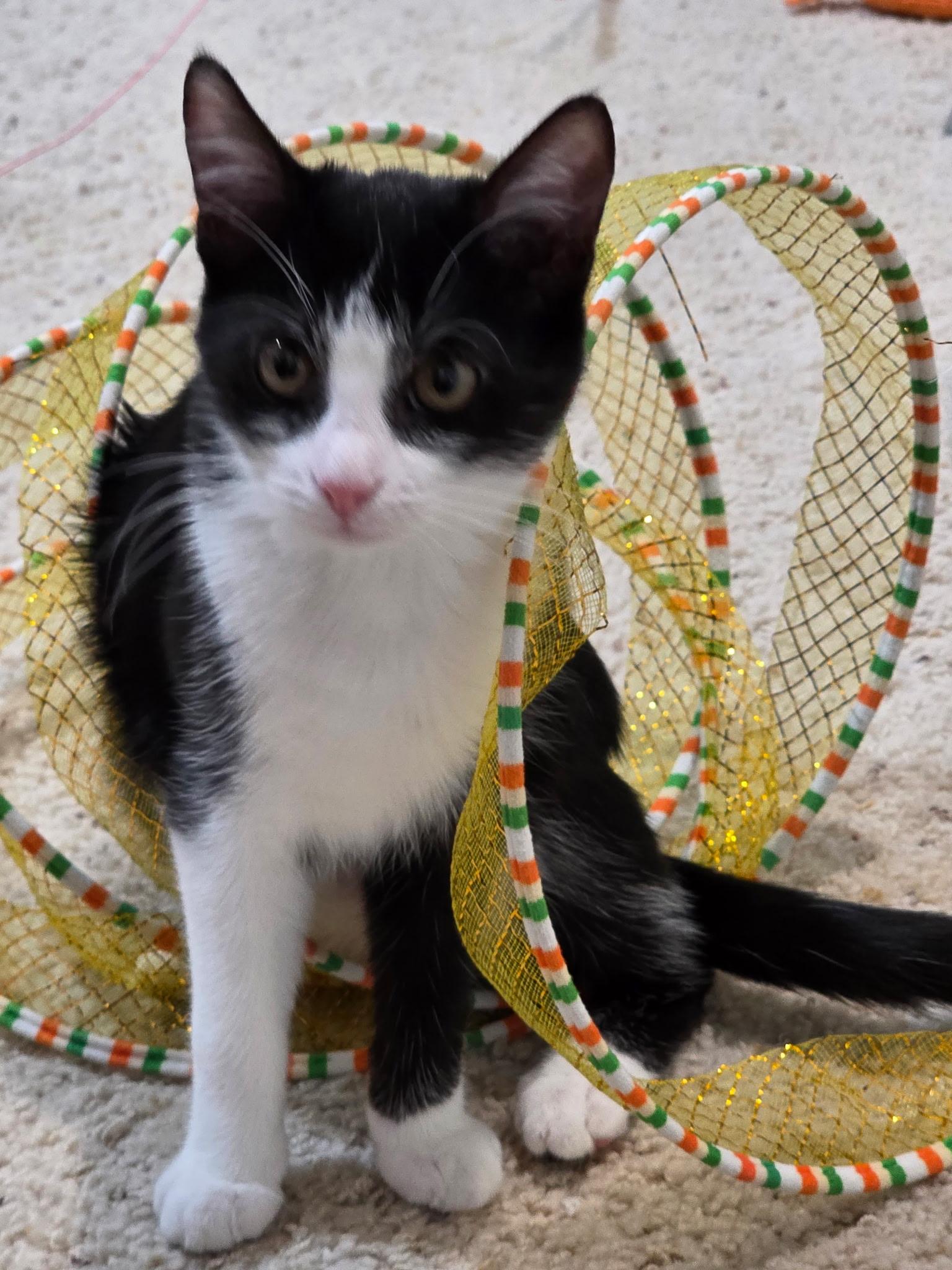 Enlarge Jackie, a ADOPTABLE Domestic Short Hair in Weatherford, TX image 2/6