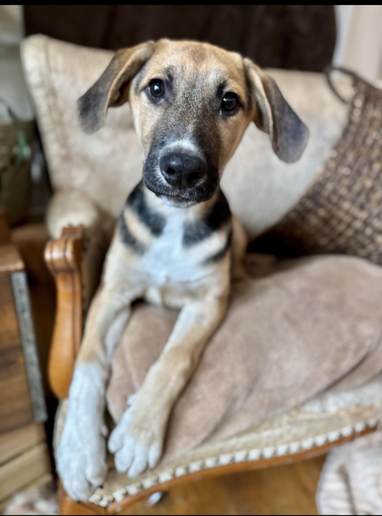 Tiki, adopted, Puppy Male Labrador Retriever.