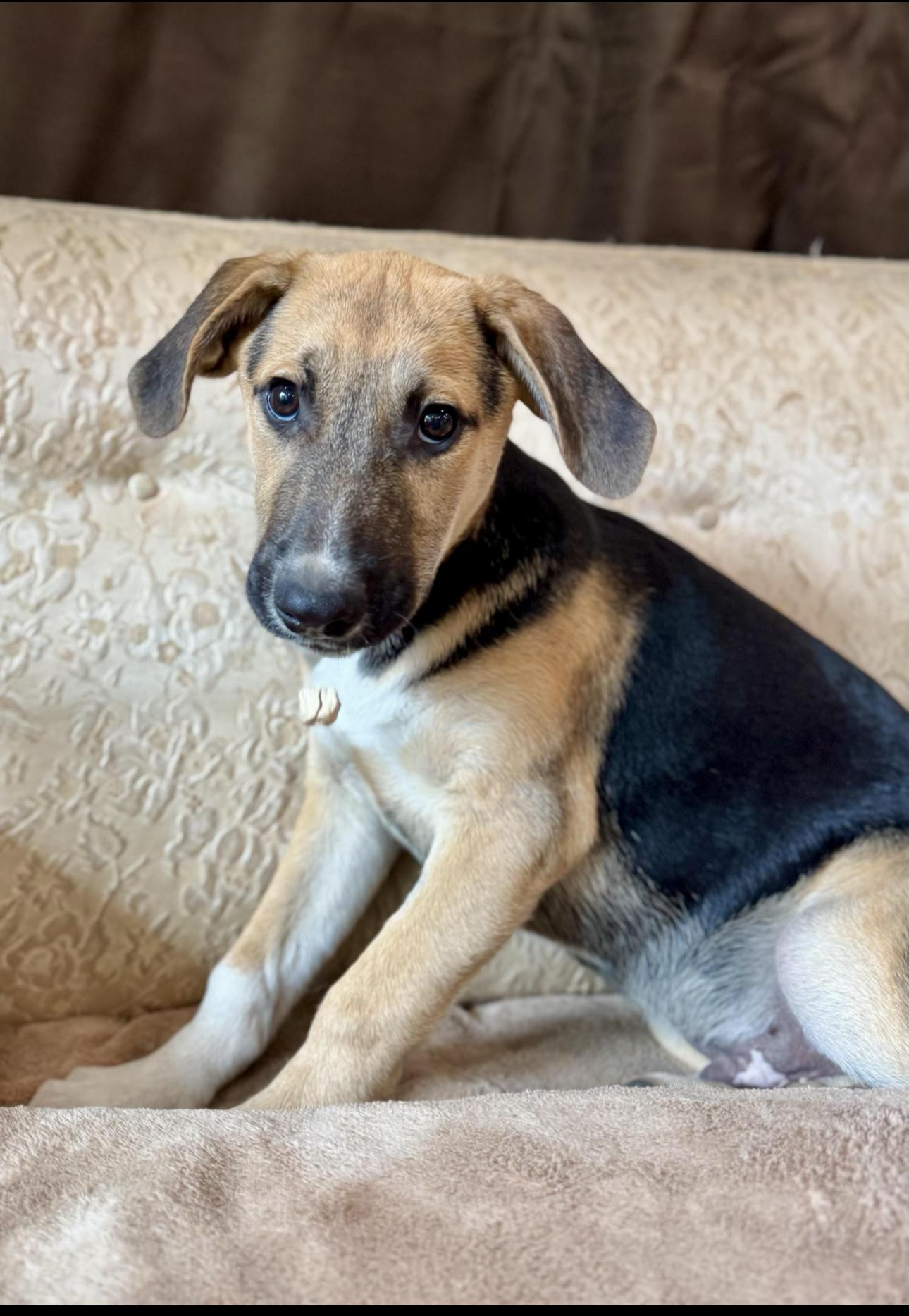 Enlarge Tiki, an adopted mixed breed in Glendale, OH image 2/2