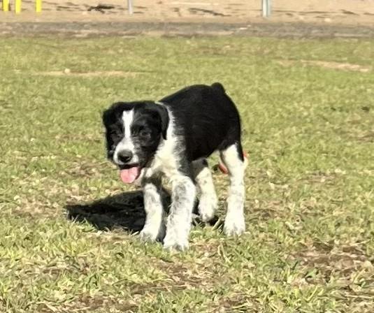 Enlarge Alissa, a ADOPTABLE mixed breed in Bend, OR image 4/5