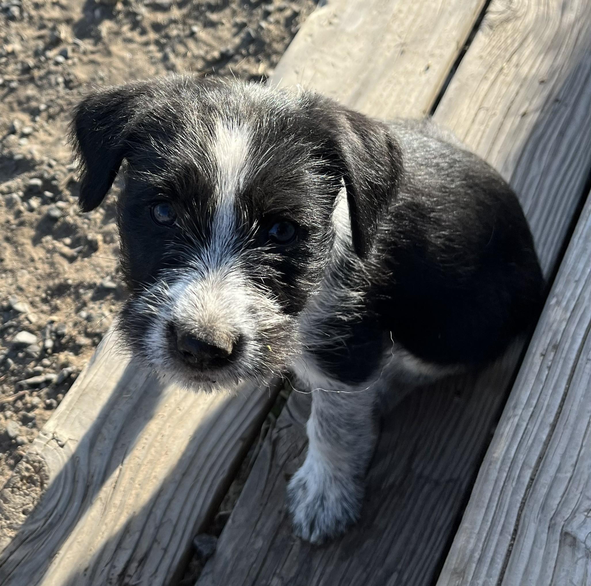 Alissa, ADOPTABLE, Puppy Female McNab.