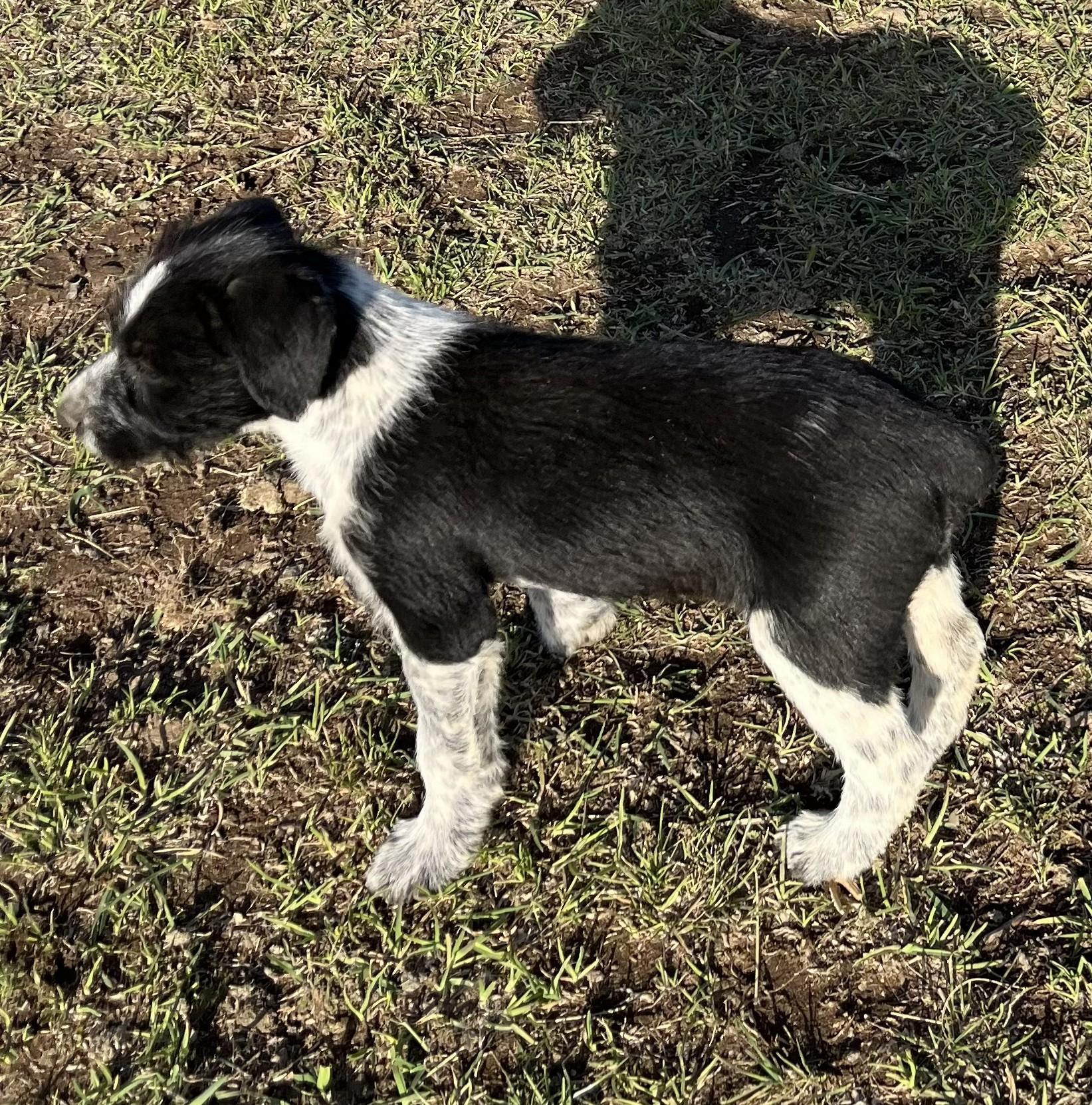 Enlarge Alissa, a ADOPTABLE mixed breed in Bend, OR image 3/5