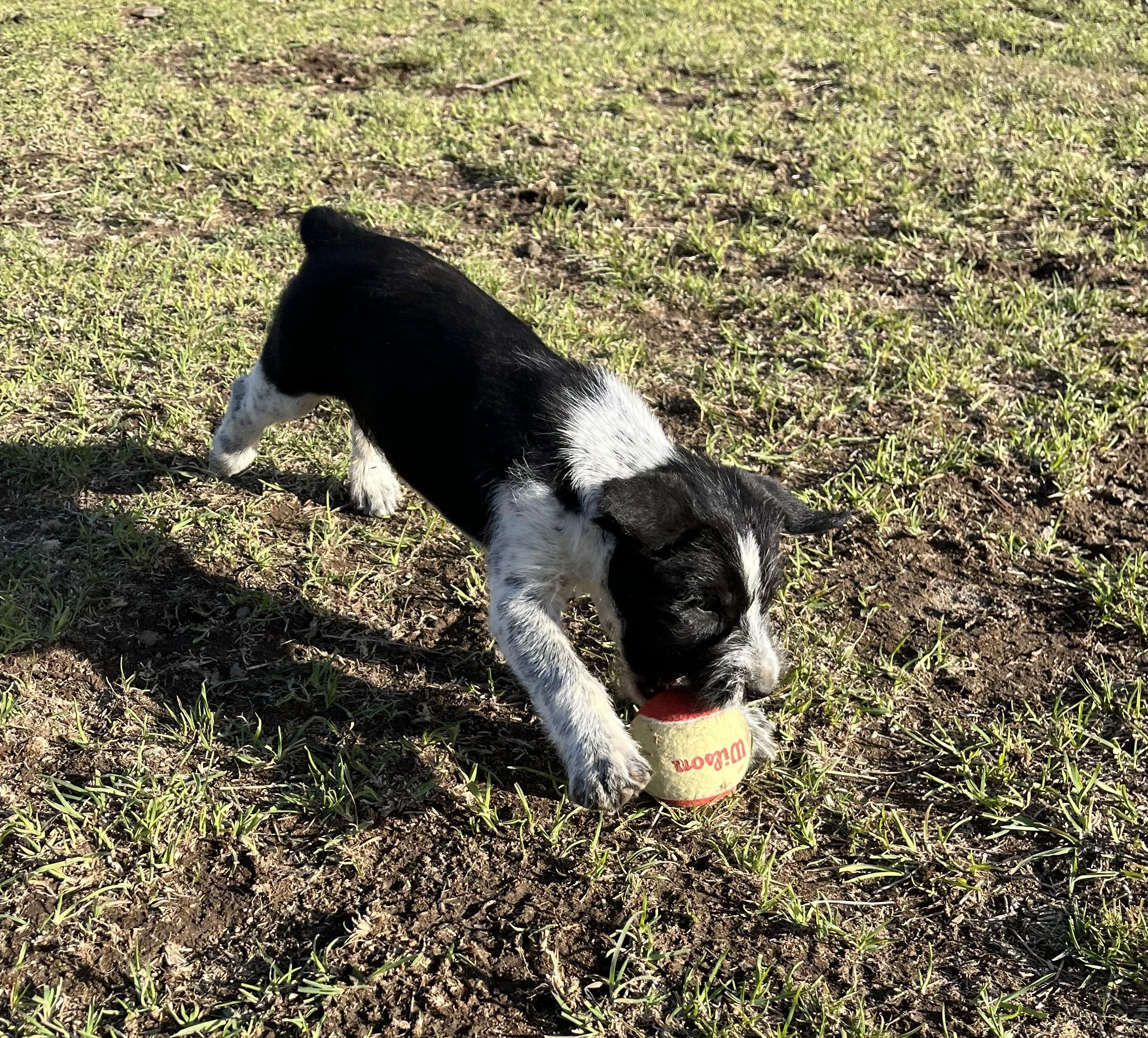 Enlarge Alissa, a ADOPTABLE mixed breed in Bend, OR image 2/5