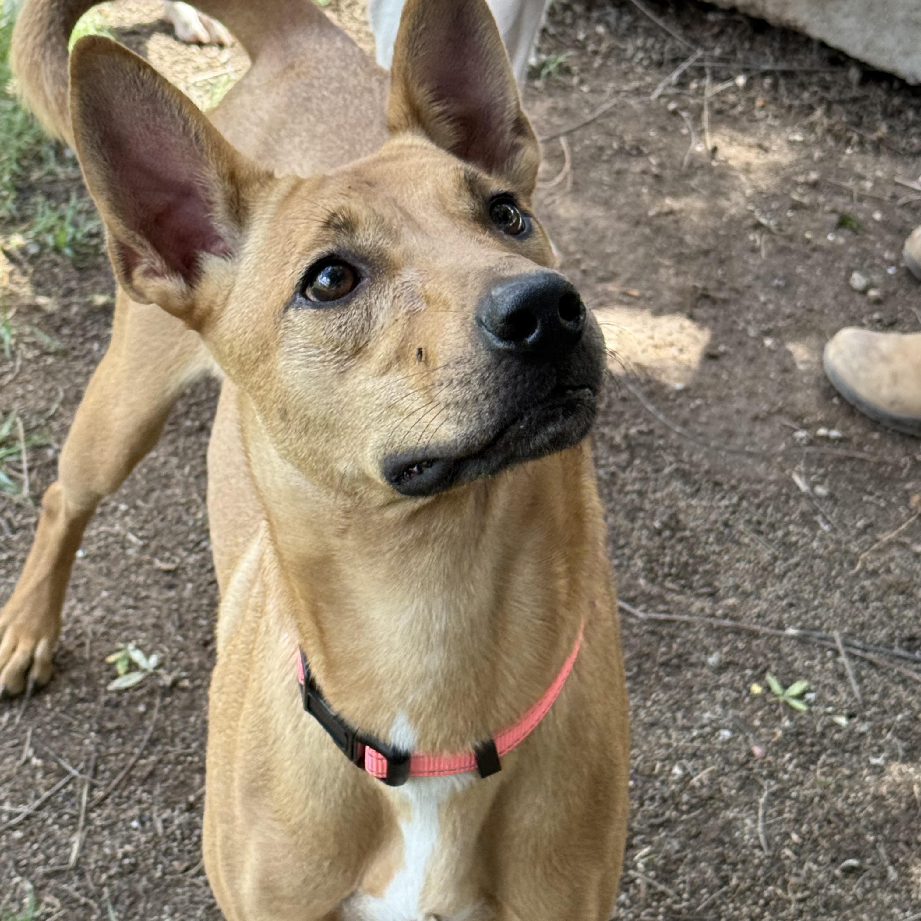 Enlarge Jupiter, a Adoptable mixed breed in Phoenix, AZ image 1/1