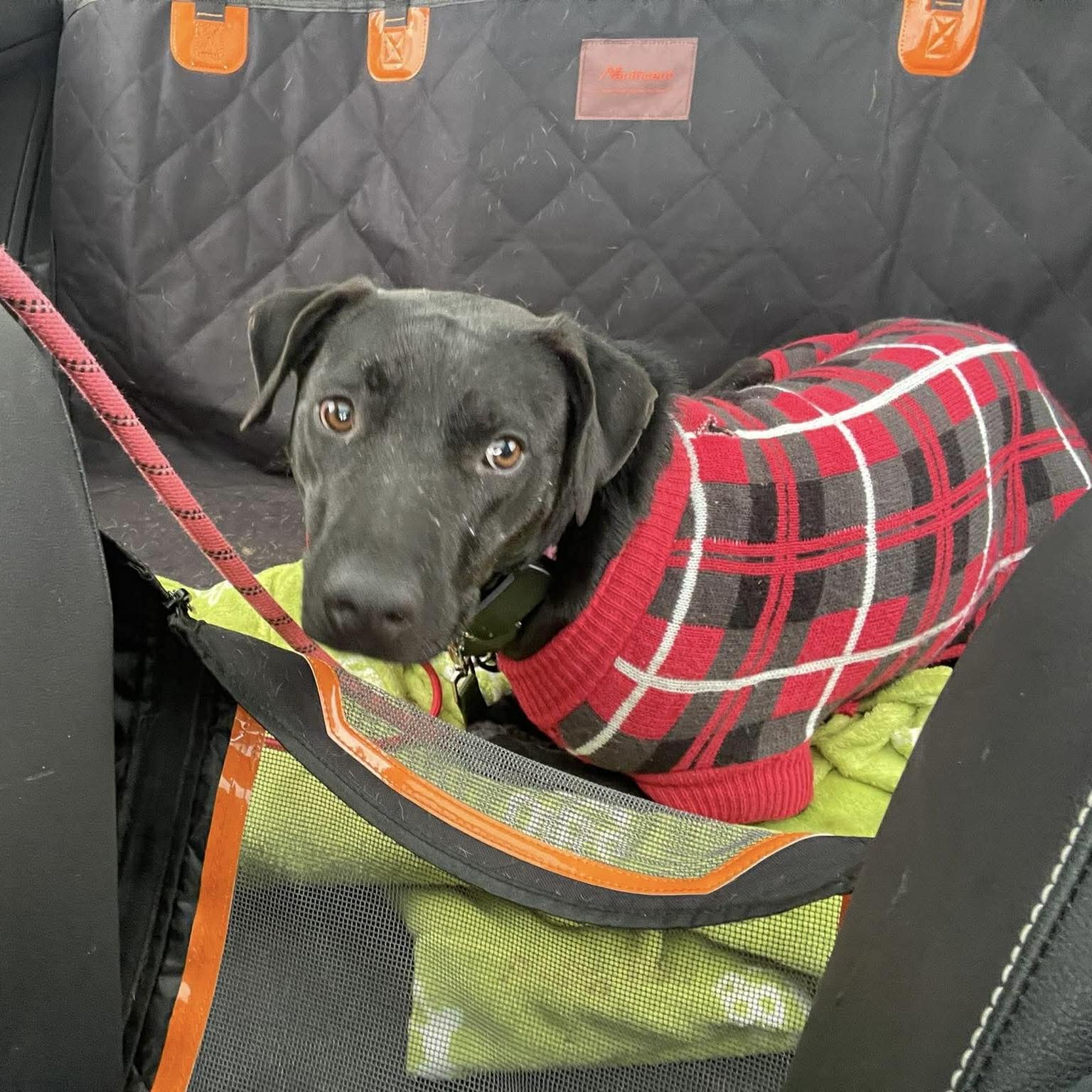 Polly, ADOPTABLE, Young Female Mixed Breed & Labrador Retriever.