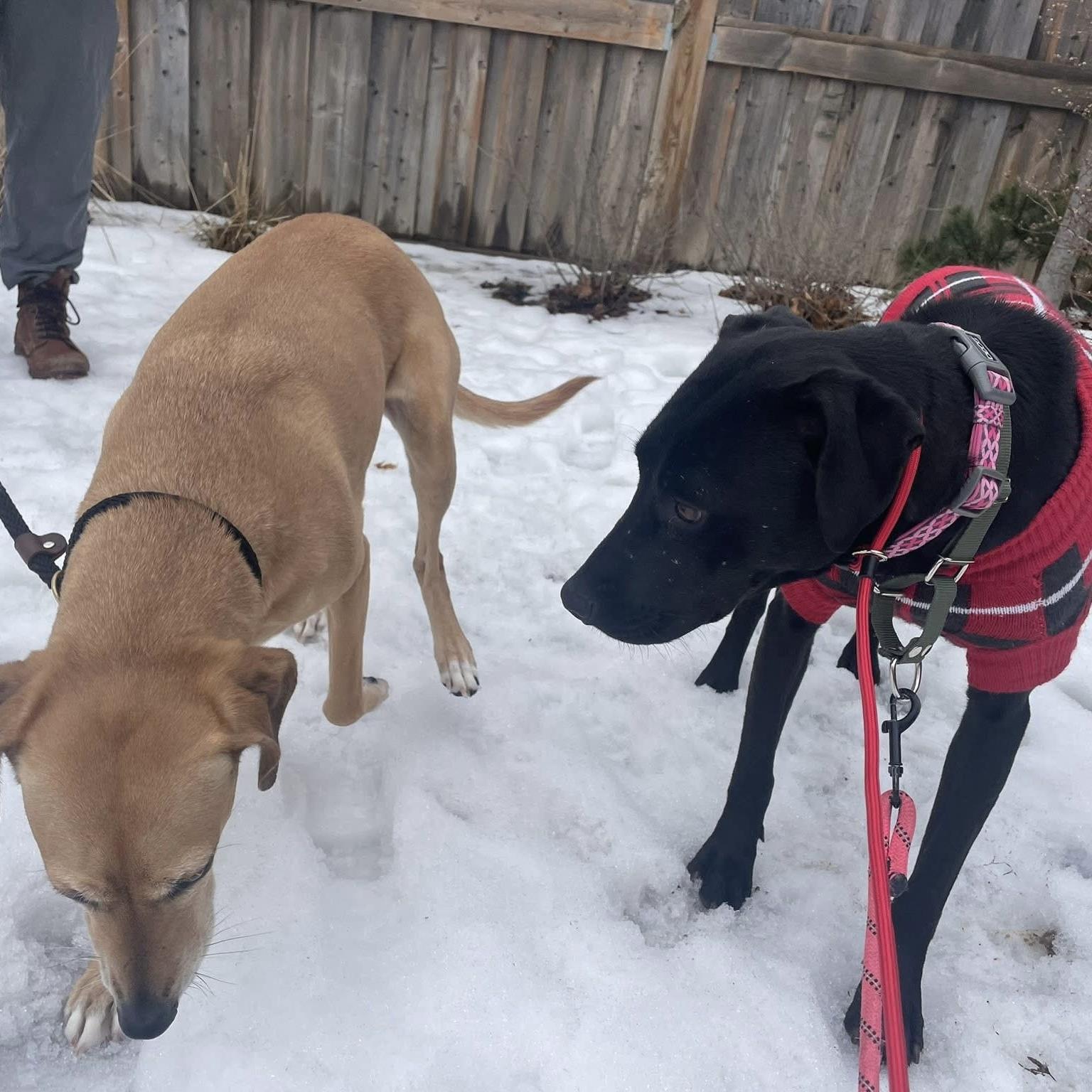 Enlarge Polly, a ADOPTABLE mixed breed in Burlington, ON image 5/6