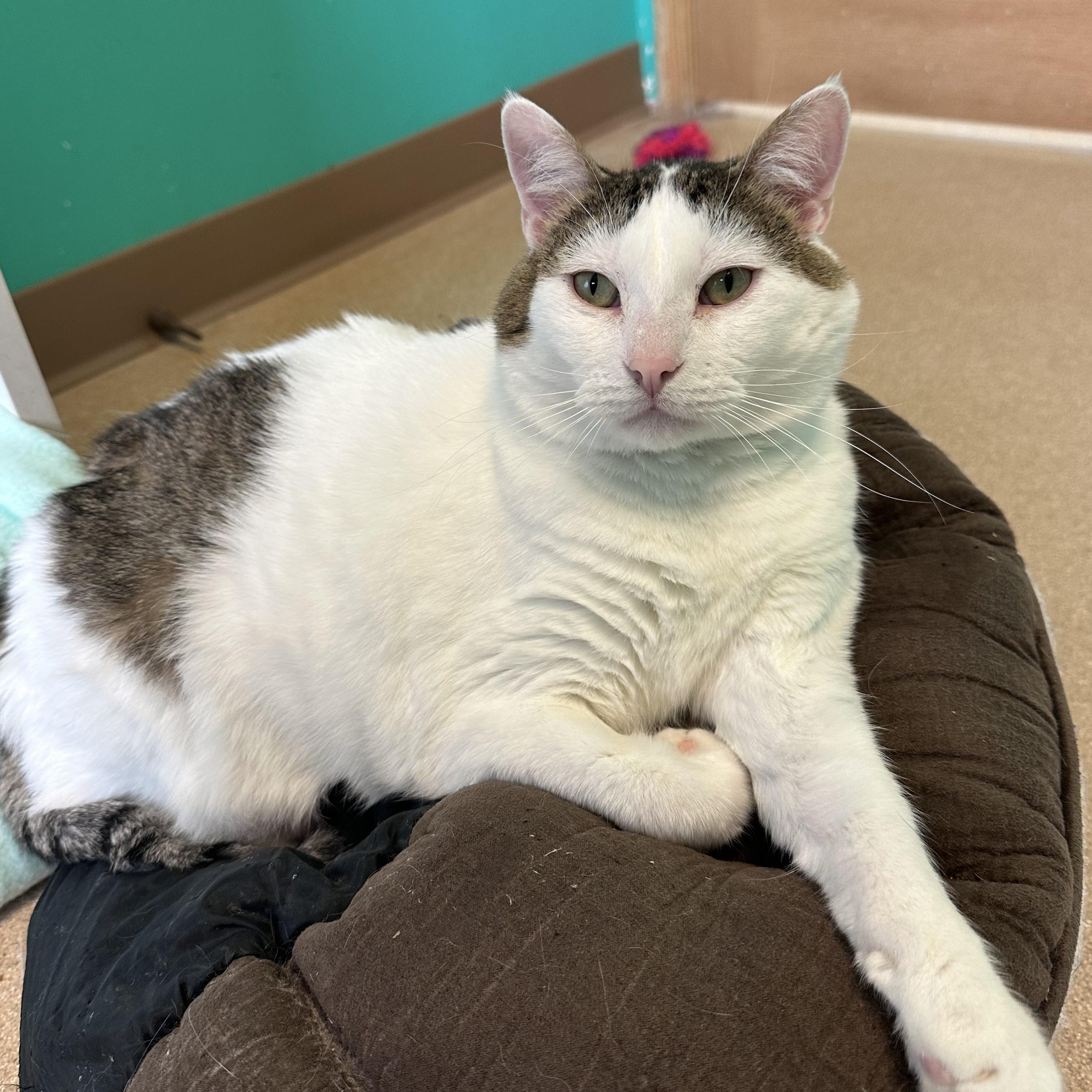 Colossus, a Adoptable Domestic Short Hair in Brookings, SD image 1/4