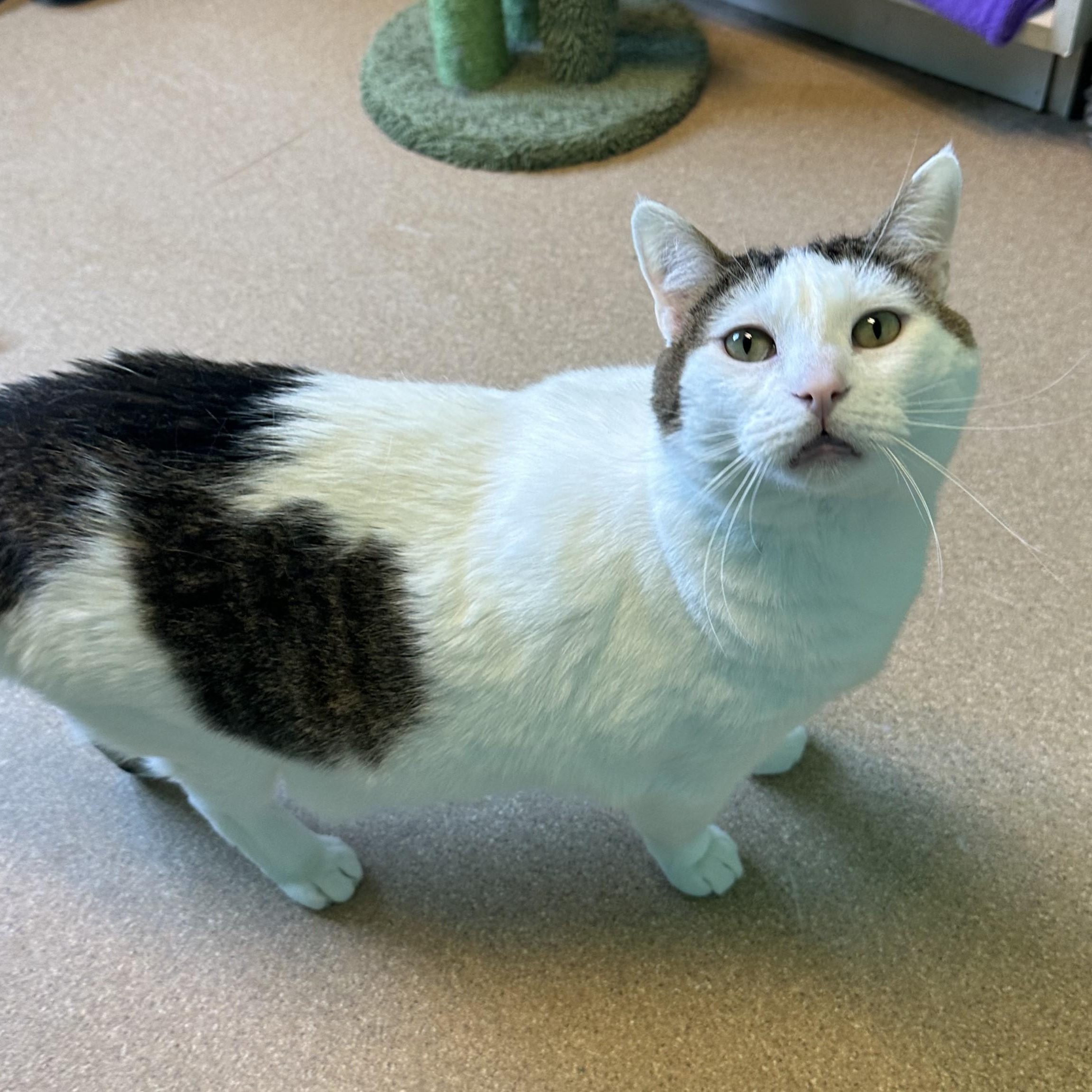 Colossus, a Adoptable Domestic Short Hair in Brookings, SD image 2/4