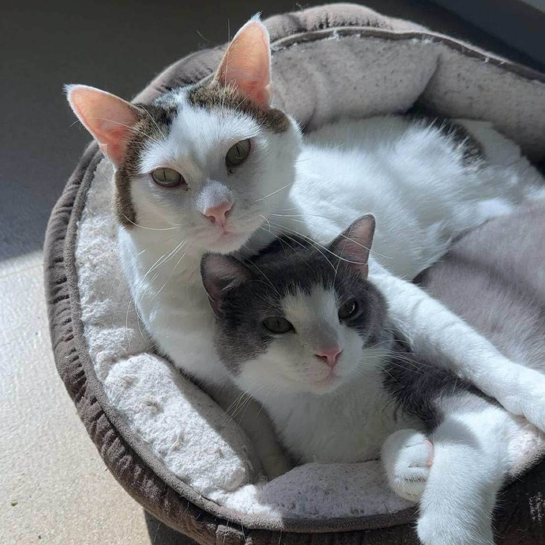 Colossus, a Adoptable Domestic Short Hair in Brookings, SD image 3/4