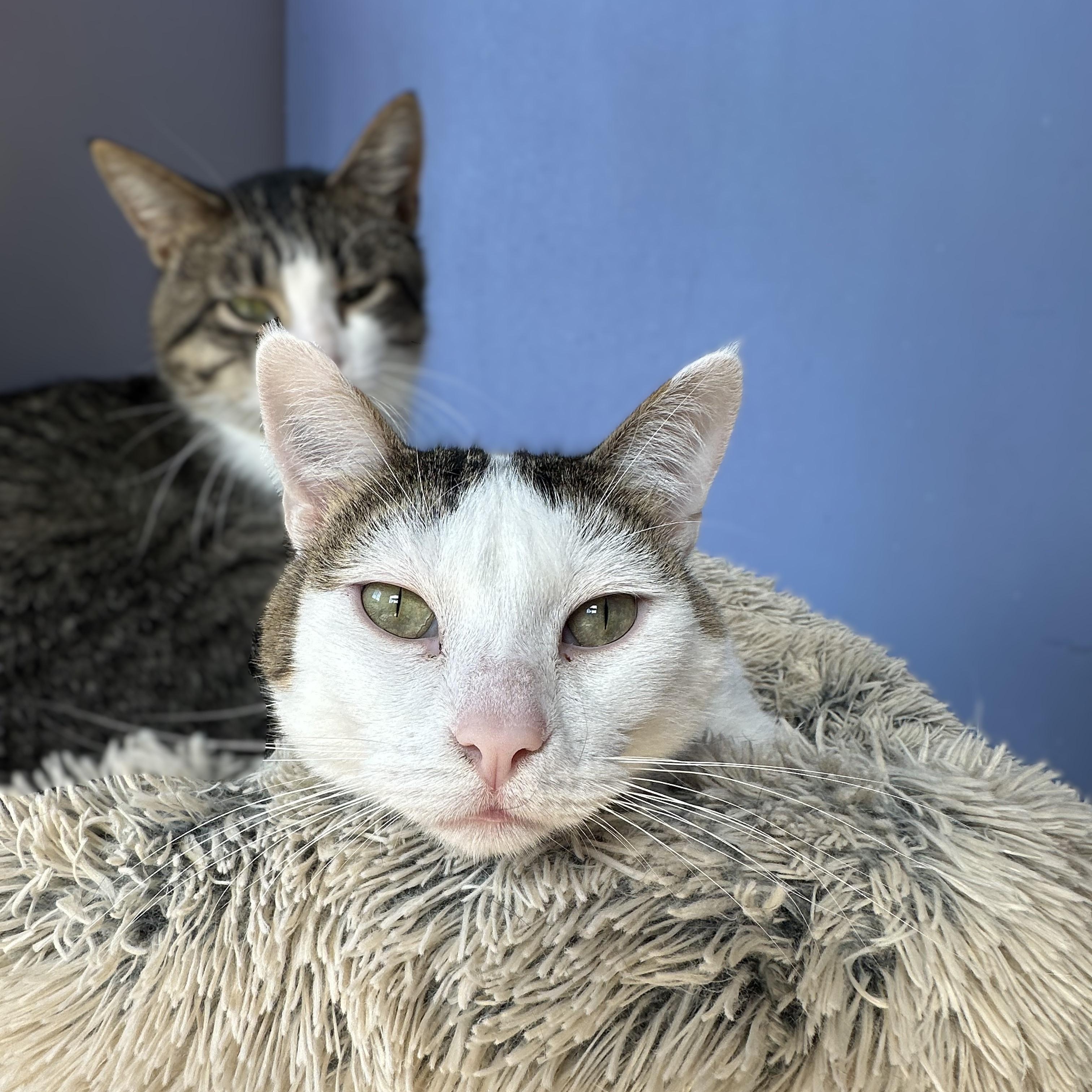 Colossus, an adoptable Domestic Short Hair in Brookings, SD, 57006 | Photo Image 3