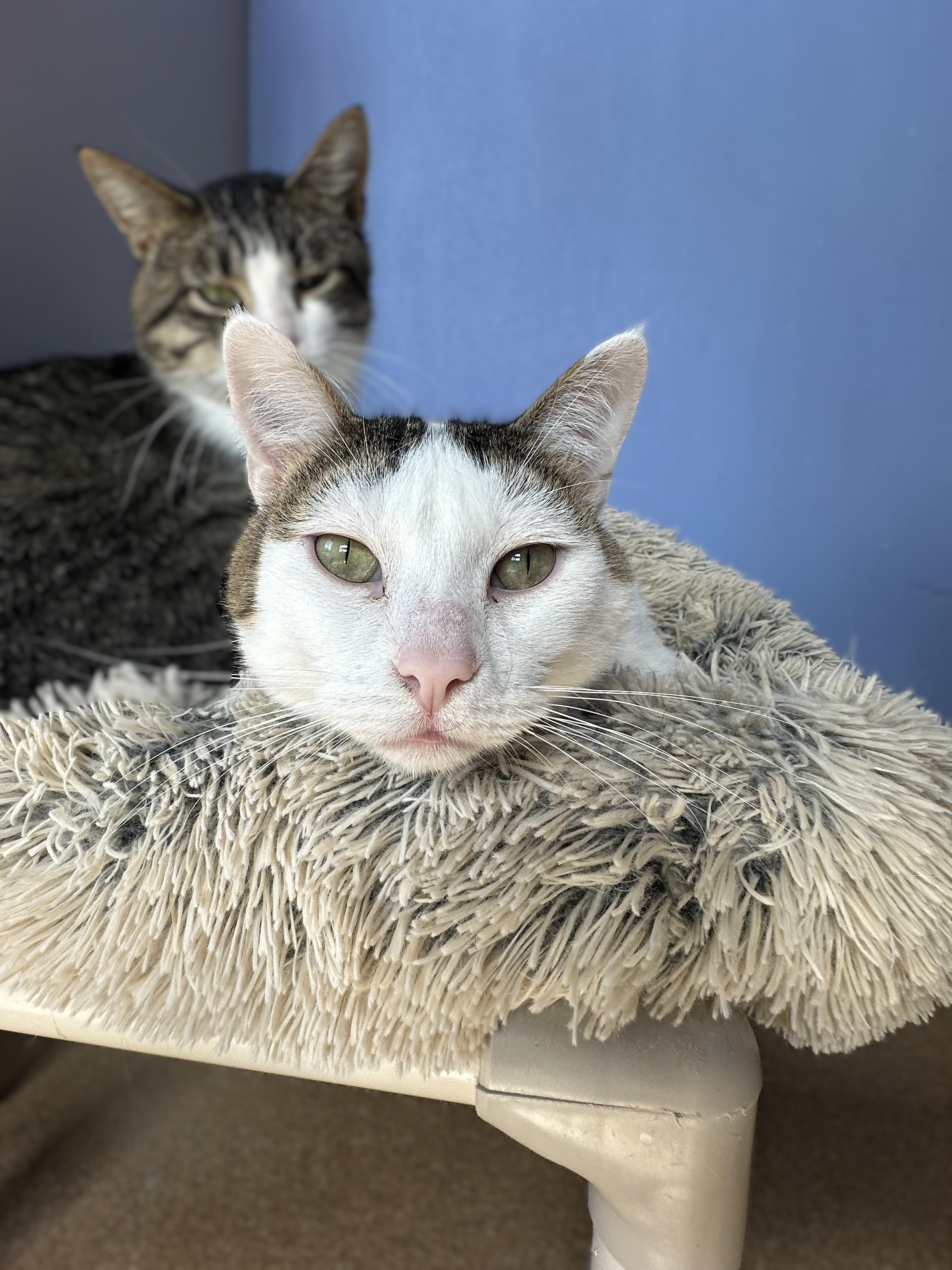 Colossus, an adoptable Domestic Short Hair in Brookings, SD, 57006 | Photo Image 1