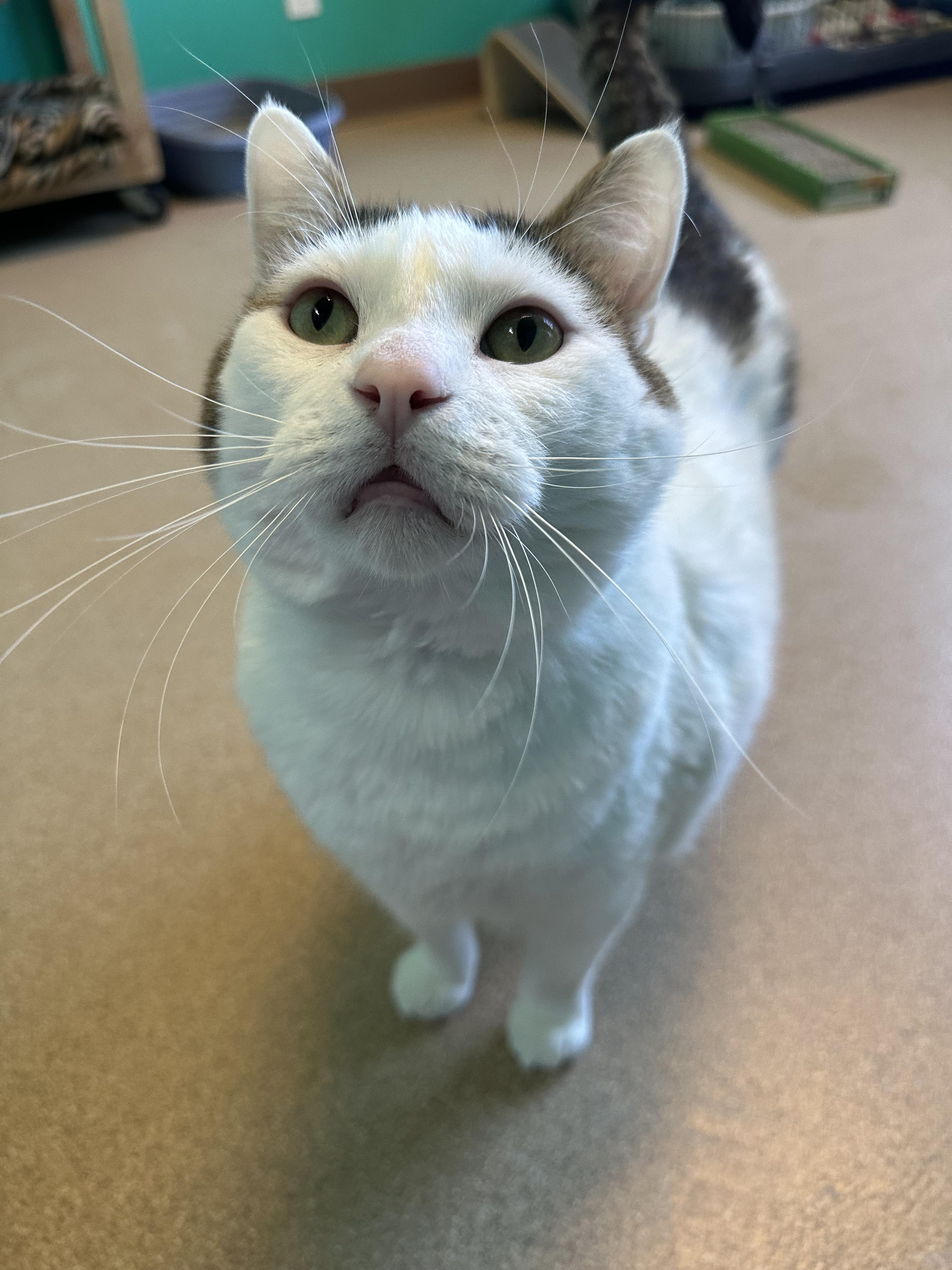 Colossus, an adoptable Domestic Short Hair in Brookings, SD, 57006 | Photo Image 2