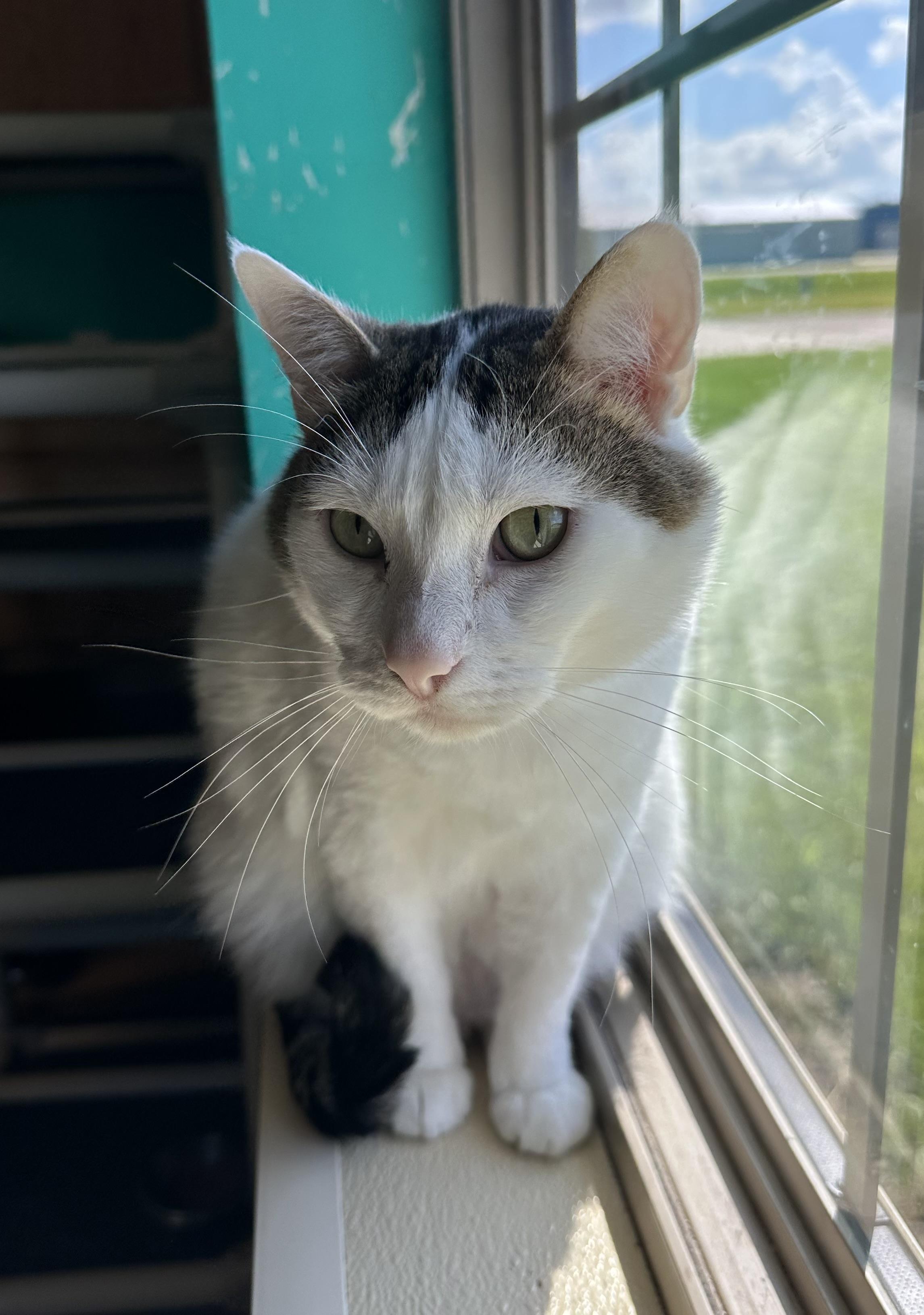 Colossus, an adoptable Domestic Short Hair in Brookings, SD, 57006 | Photo Image 3