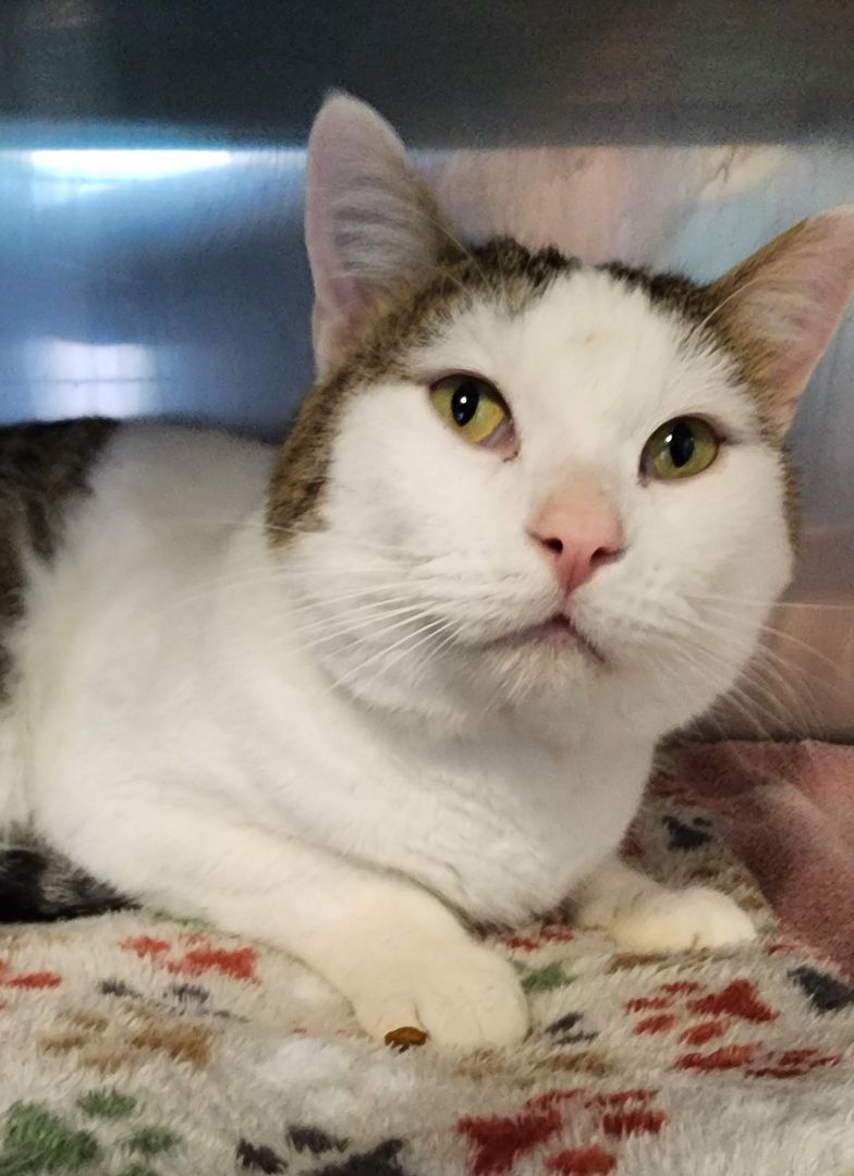 Colossus, an adoptable Domestic Short Hair in Brookings, SD, 57006 | Photo Image 1