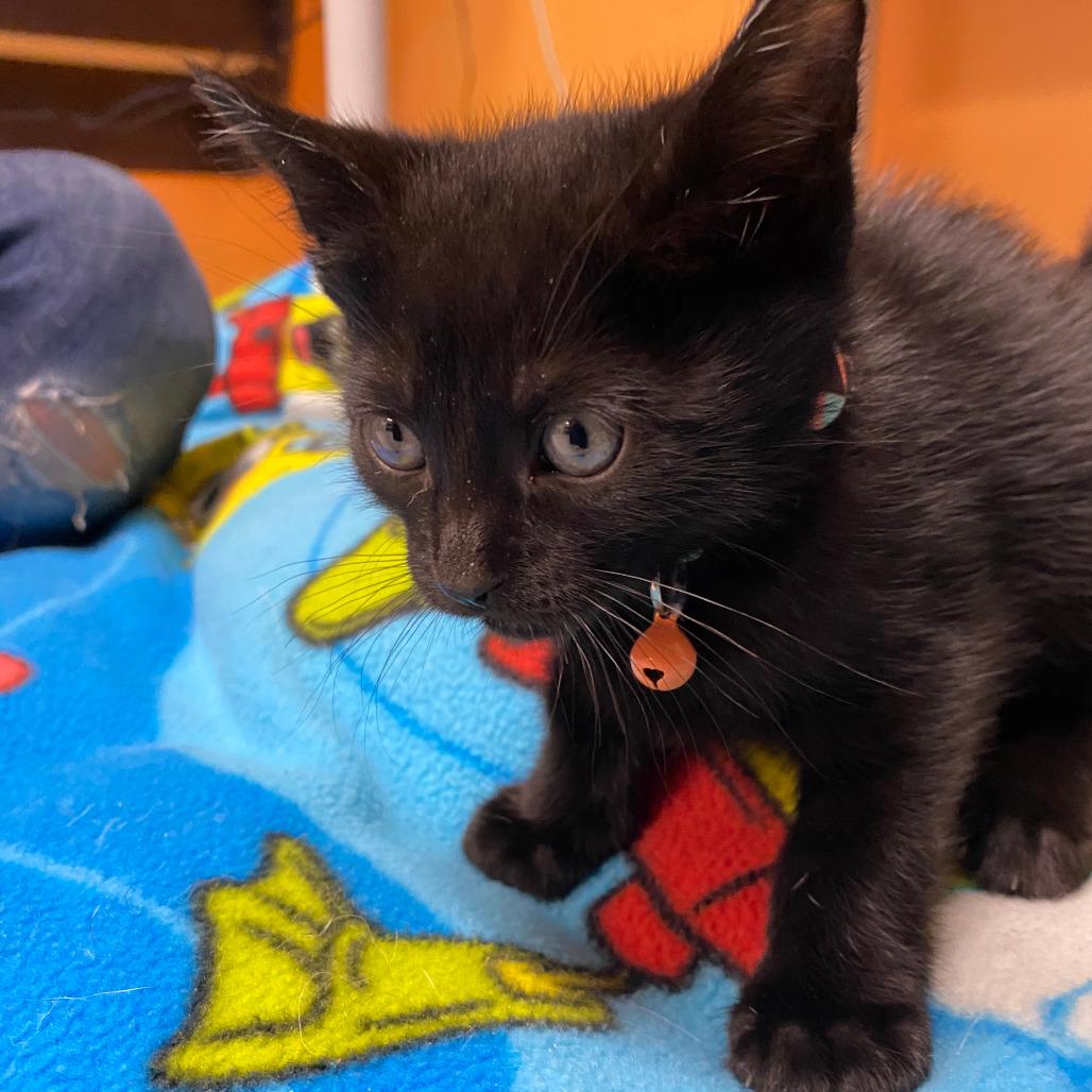 Enlarge LUCAS, a ADOPTABLE Domestic Short Hair in Joshua Tree, CA image 1/1