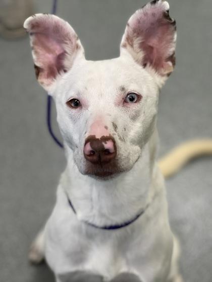 Mochi, Adoptable, Puppy Female Retriever & Mixed Breed.