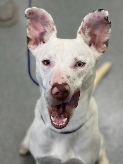 Mochi, Adoptable, Puppy Female Retriever & Mixed Breed.