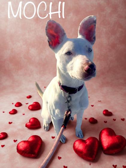 Mochi, a Adoptable mixed breed in Longview, TX image 3/3