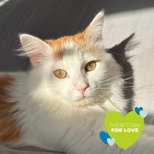 Catthew, Adoptable, Adult Male Domestic Long Hair.