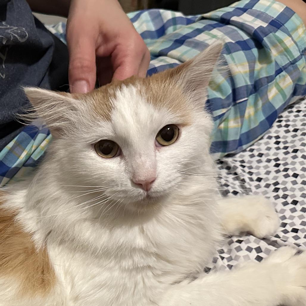 Catthew, Adoptable, Adult Male Domestic Long Hair.