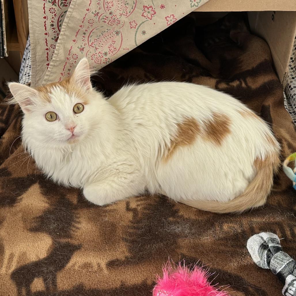 Catthew, a Adoptable Domestic Long Hair in Chicago, IL image 2/5