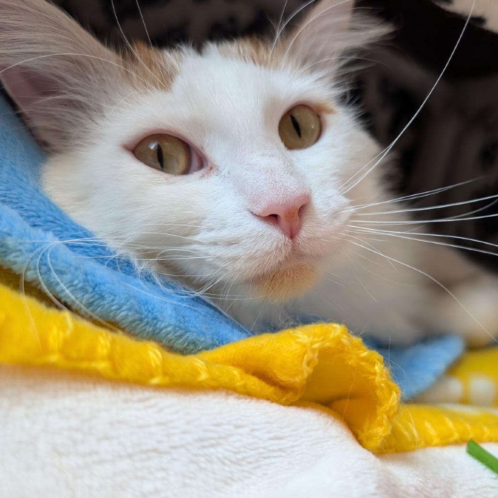 Catthew, a Adoptable Domestic Long Hair in Chicago, IL image 3/5