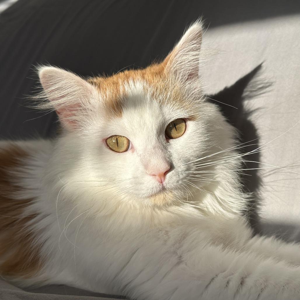 Catthew, a Adoptable Domestic Long Hair in Chicago, IL image 4/5