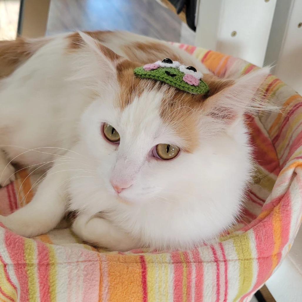 Catthew, a Adoptable Domestic Long Hair in Chicago, IL image 5/5